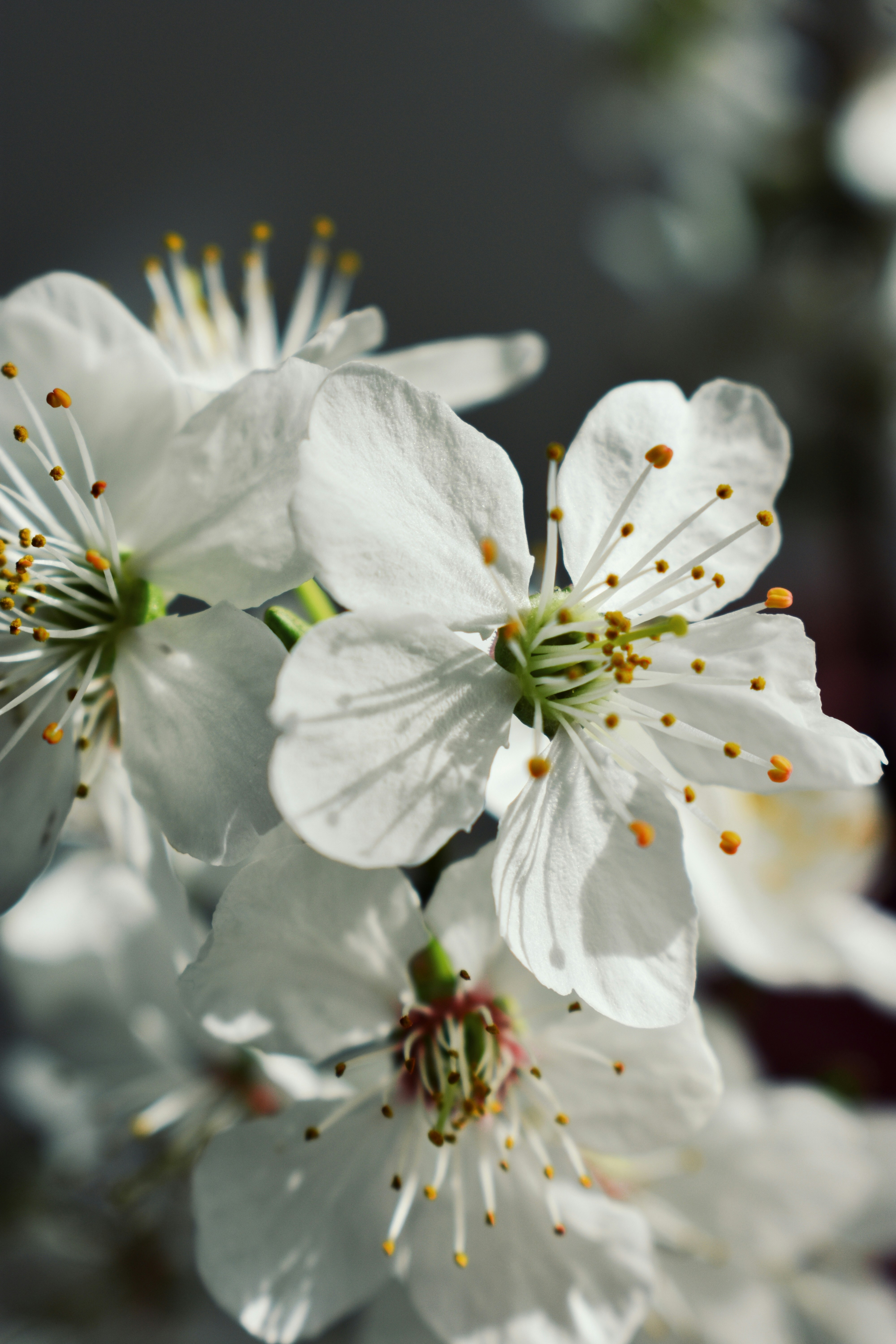 Photo by nisacokokumus