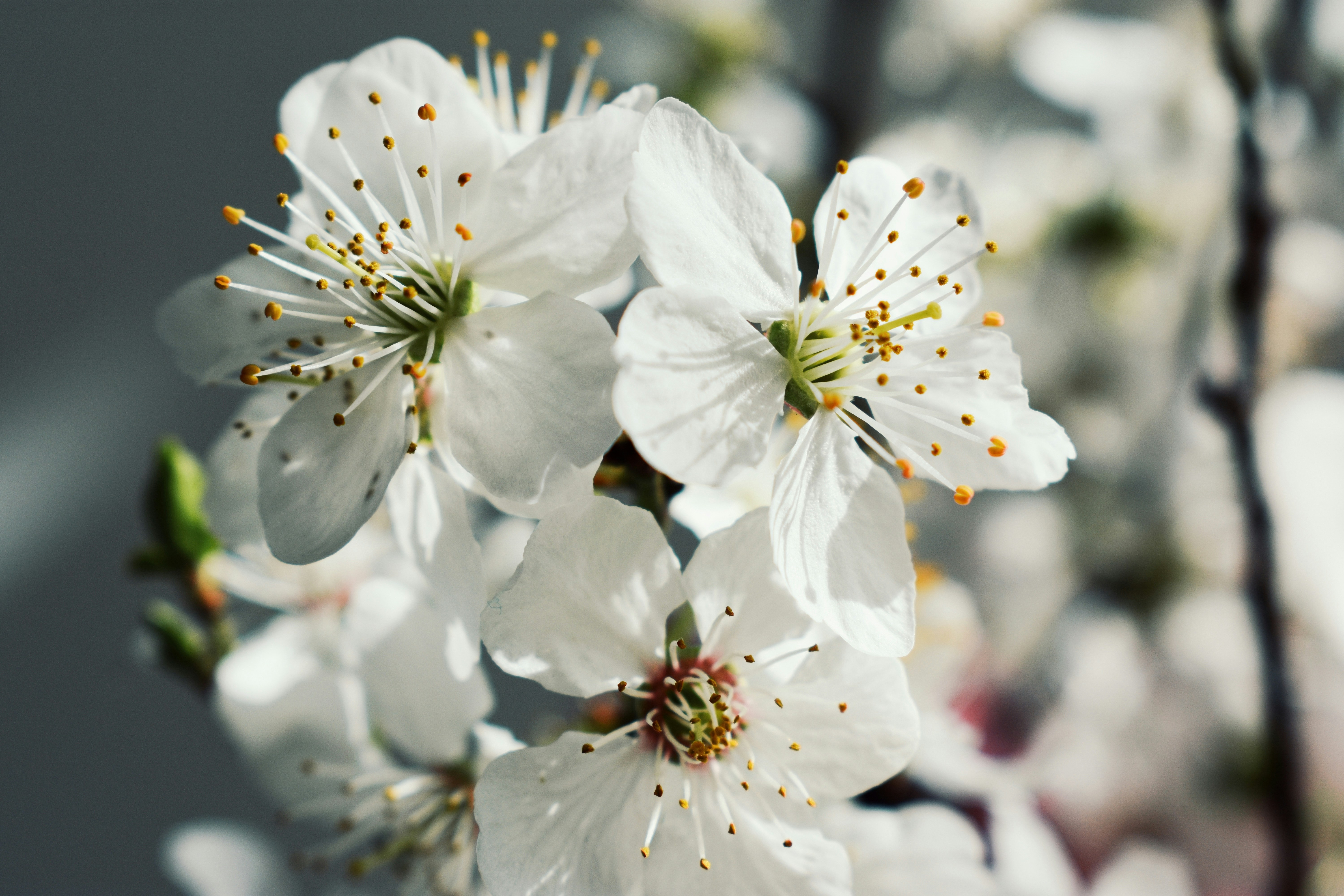 Photo by nisacokokumus