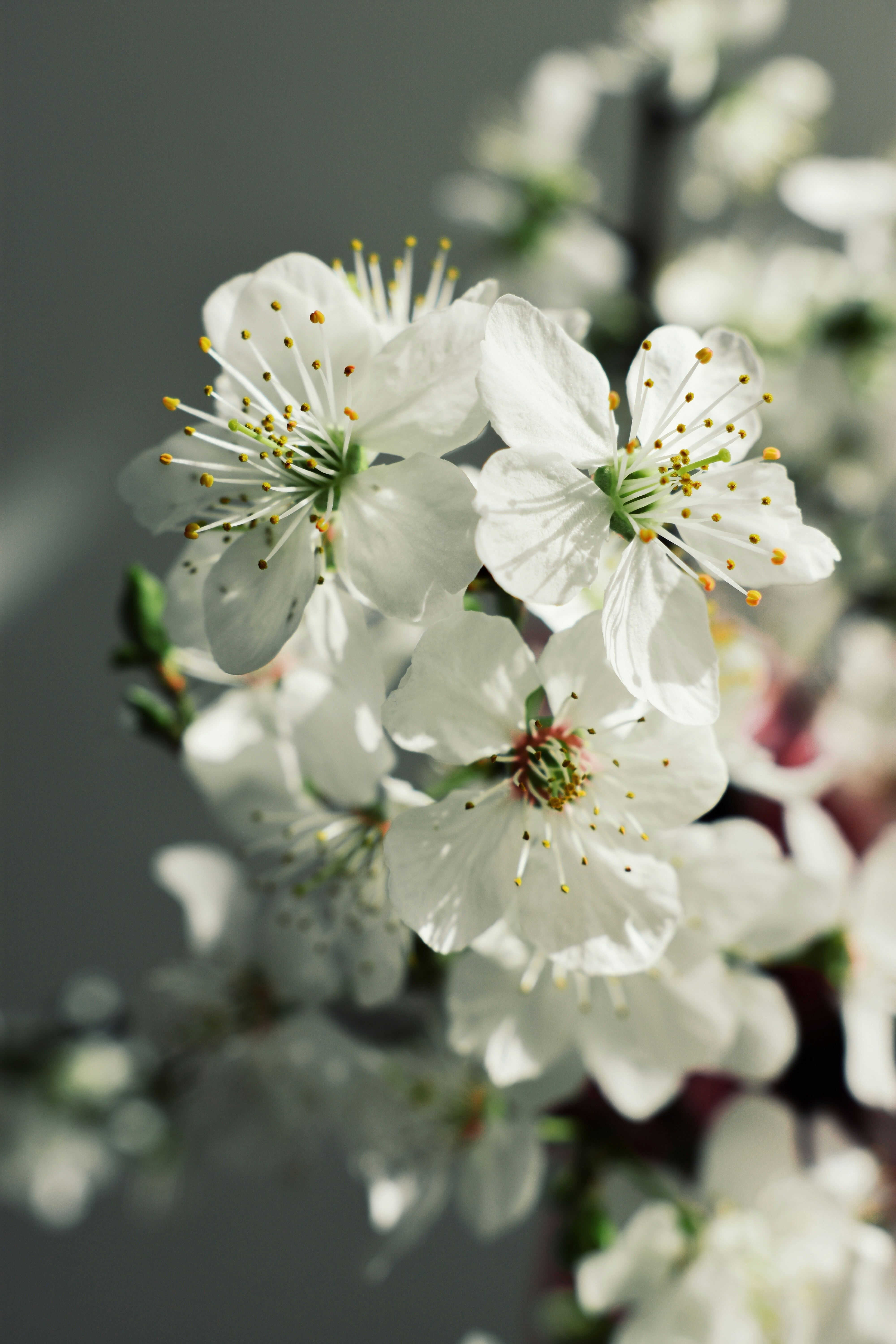 Photo by nisacokokumus