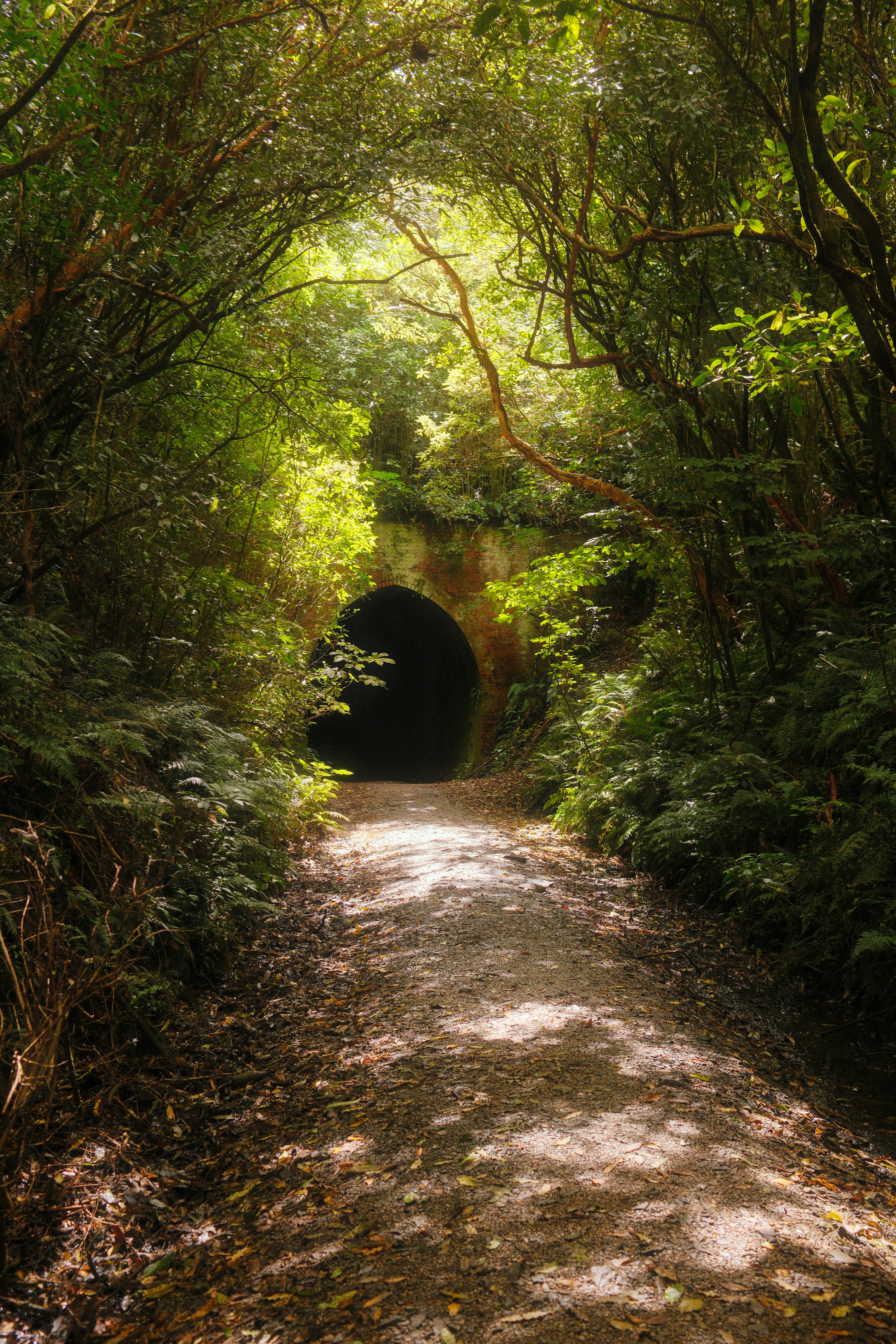 Tunnel in a lush, green forest.