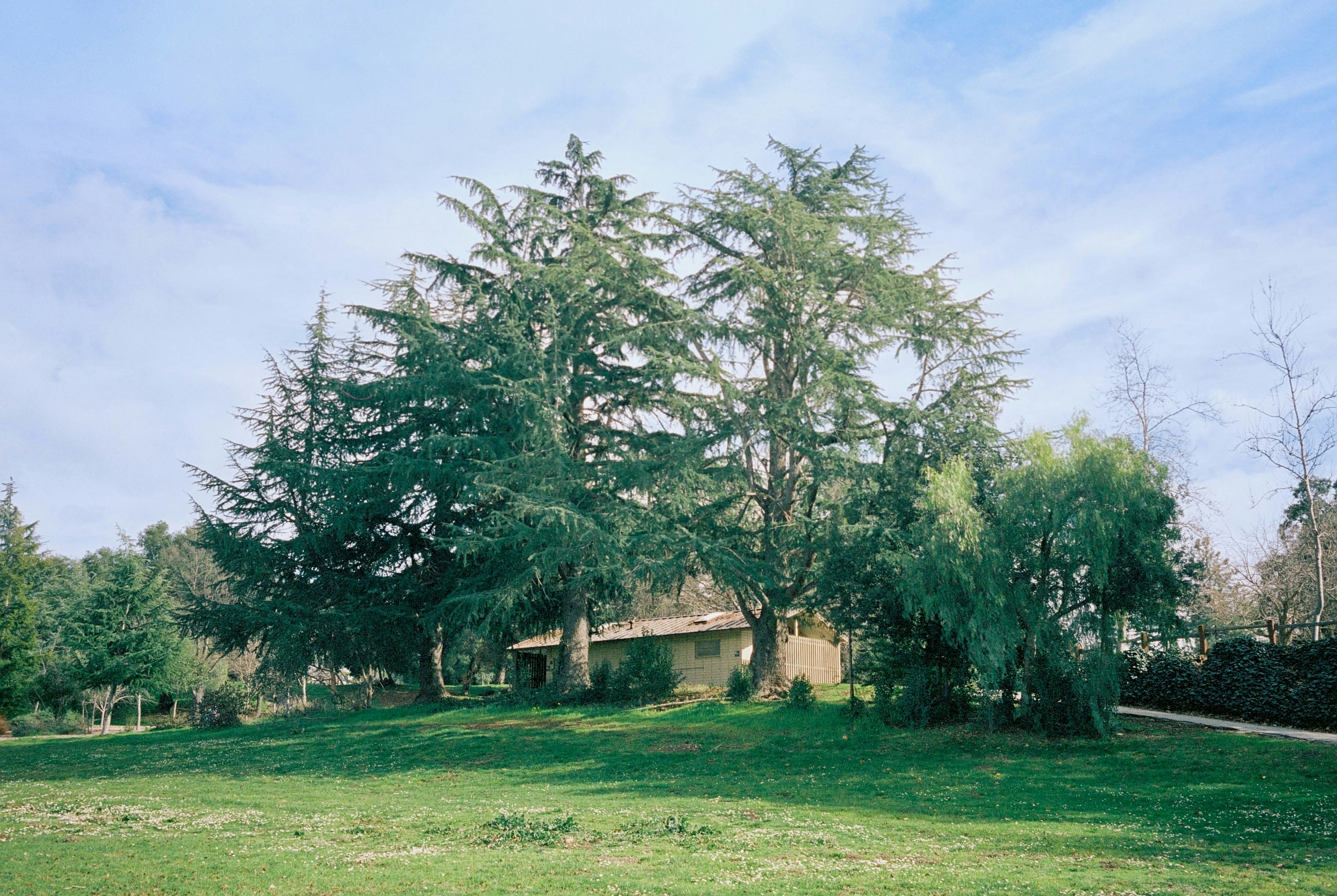 Trees and a small building on a grassy hill.