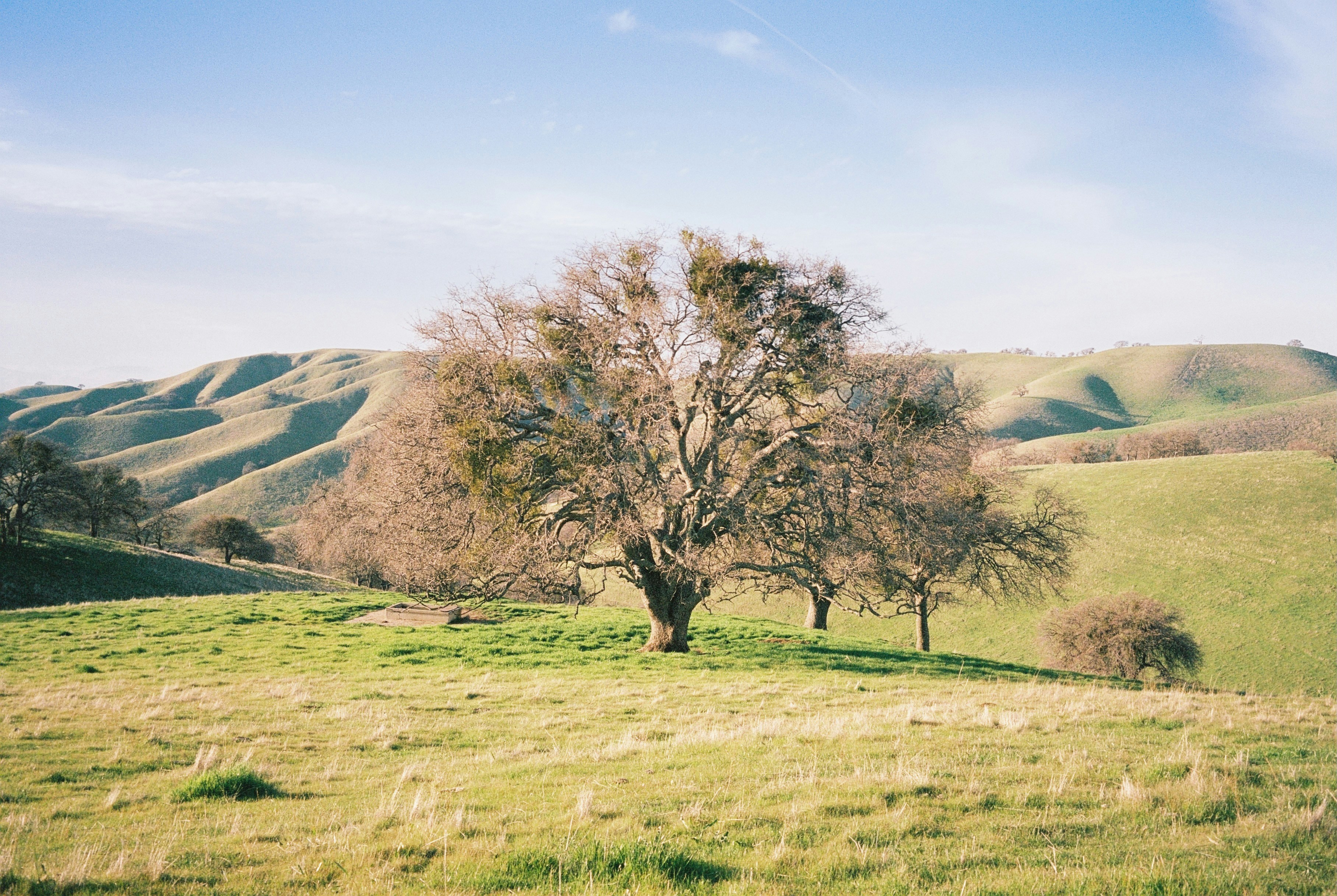 Grassy hills and a tree under a blue sky.