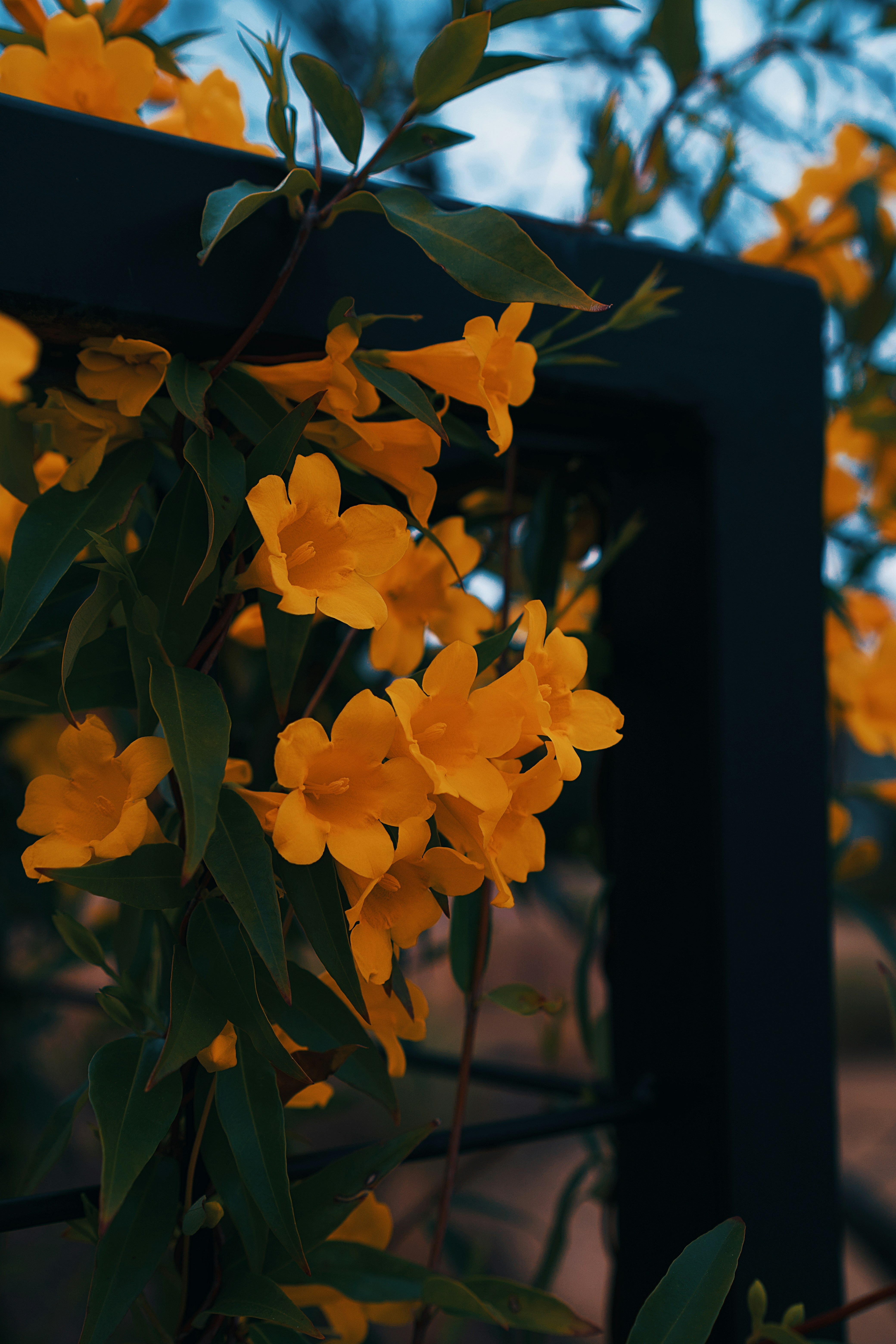 Yellow flowers bloom around a dark metal frame.