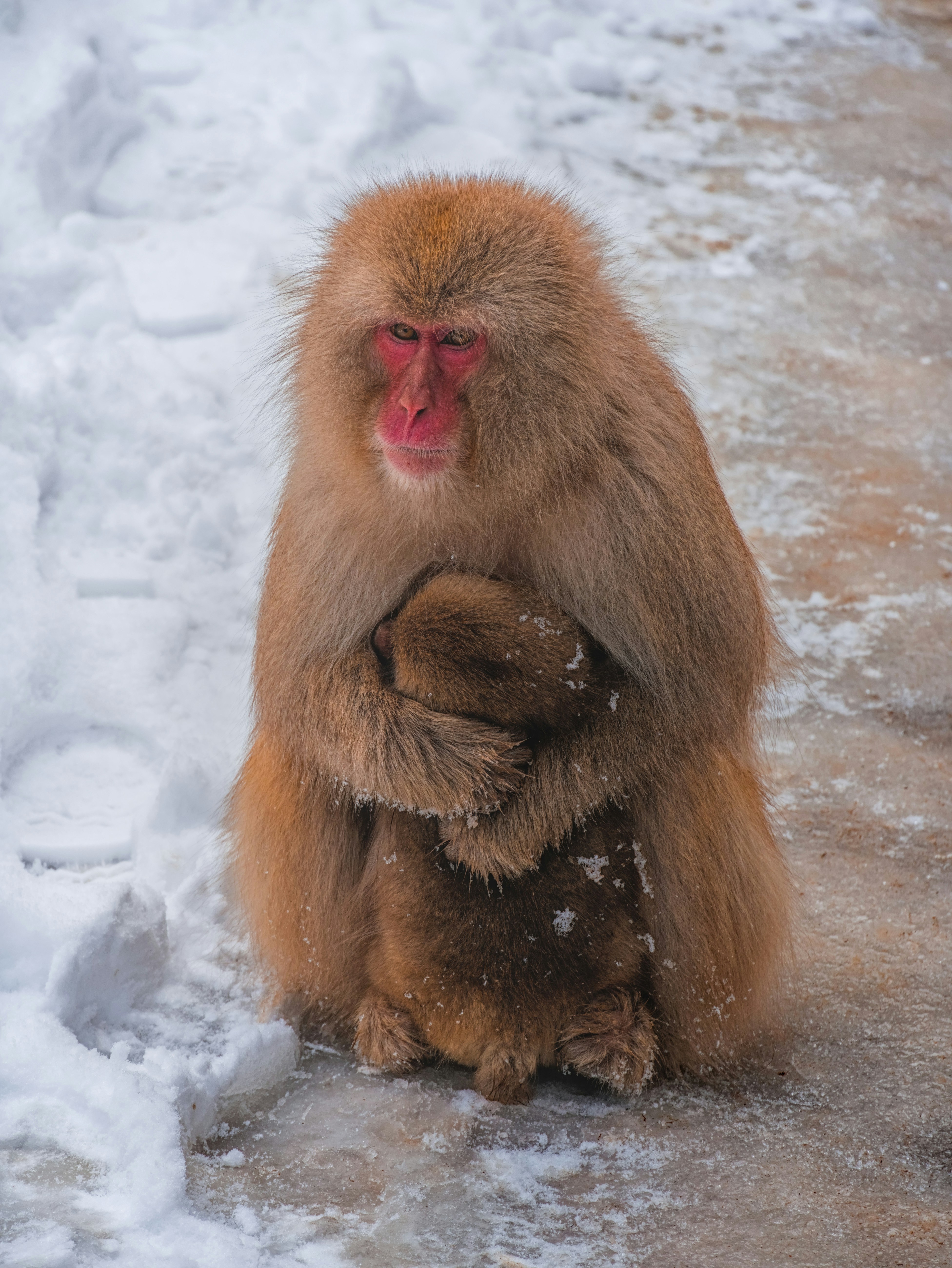 Monk And Mongoose Menu