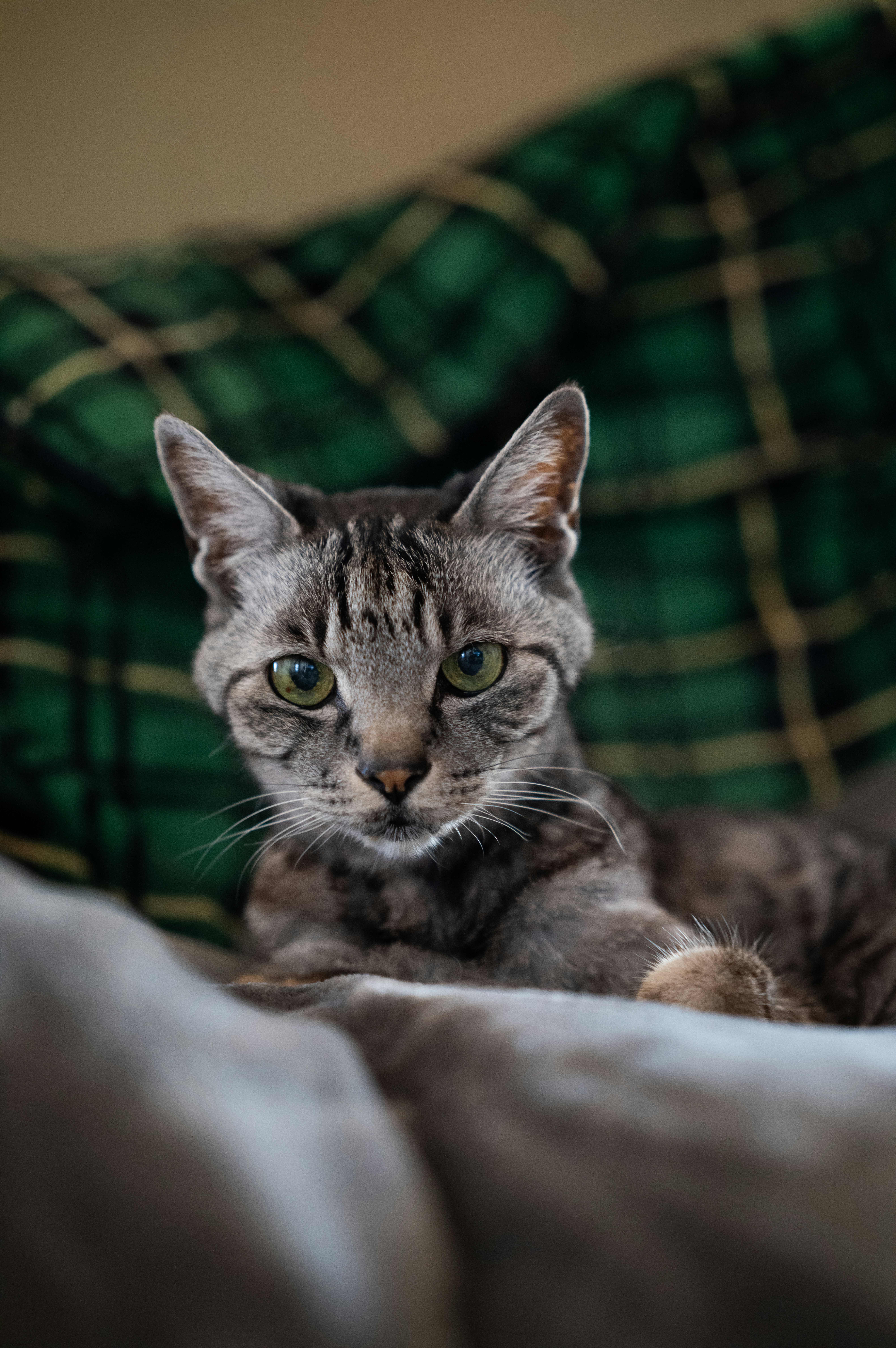 A cat stares at the camera. photo – Free Cat Image on Unsplash