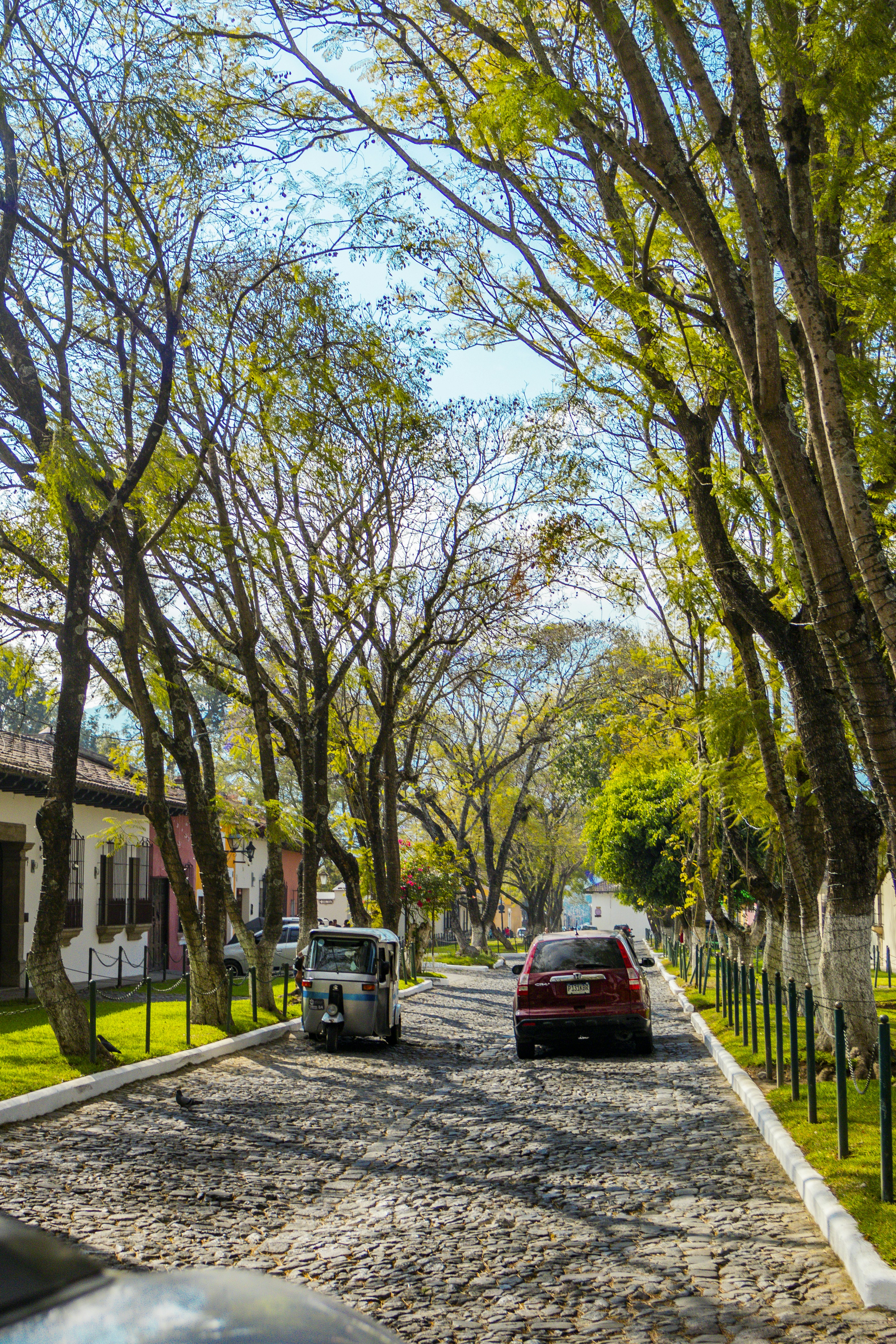 Cobblestone street lined with trees and vehicles.