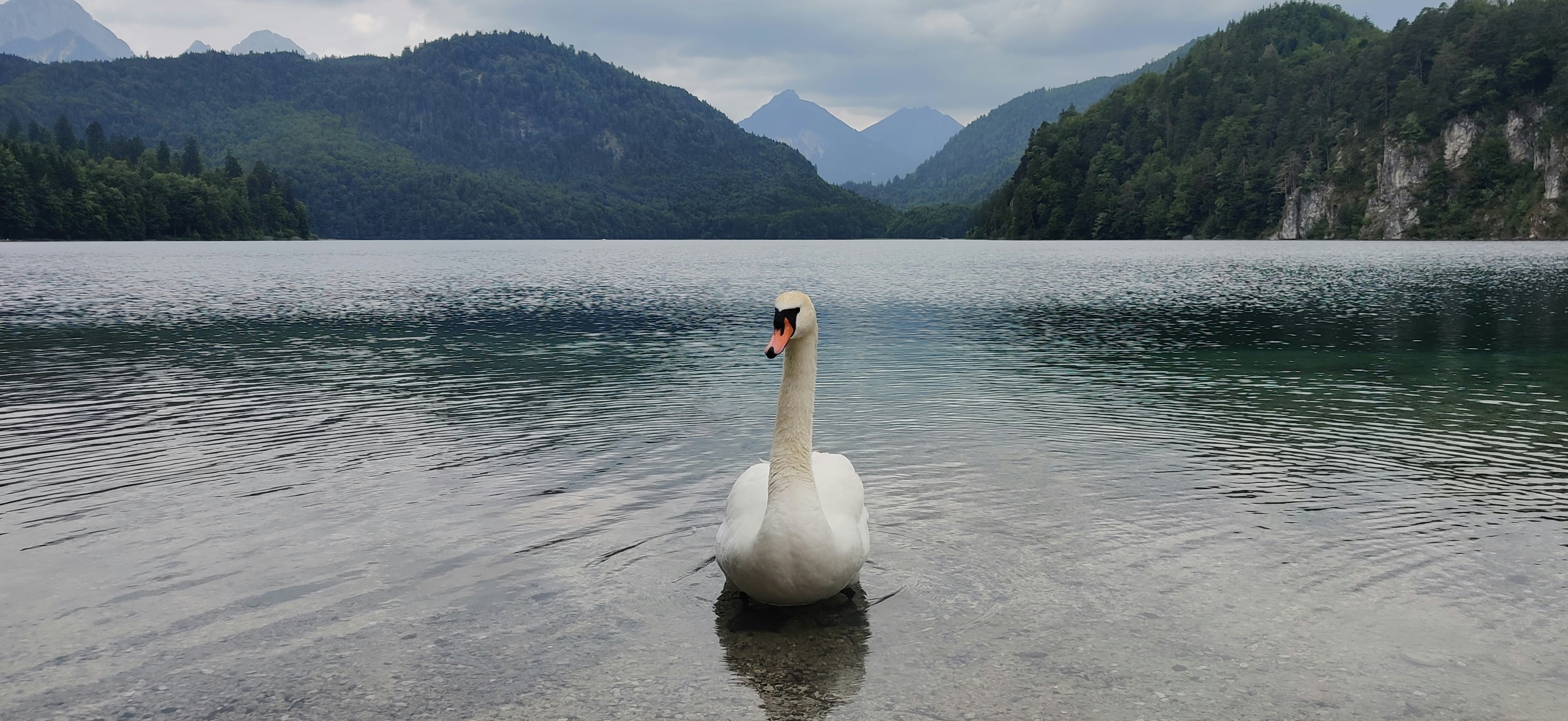 A swan floats on a calm lake in nature.
