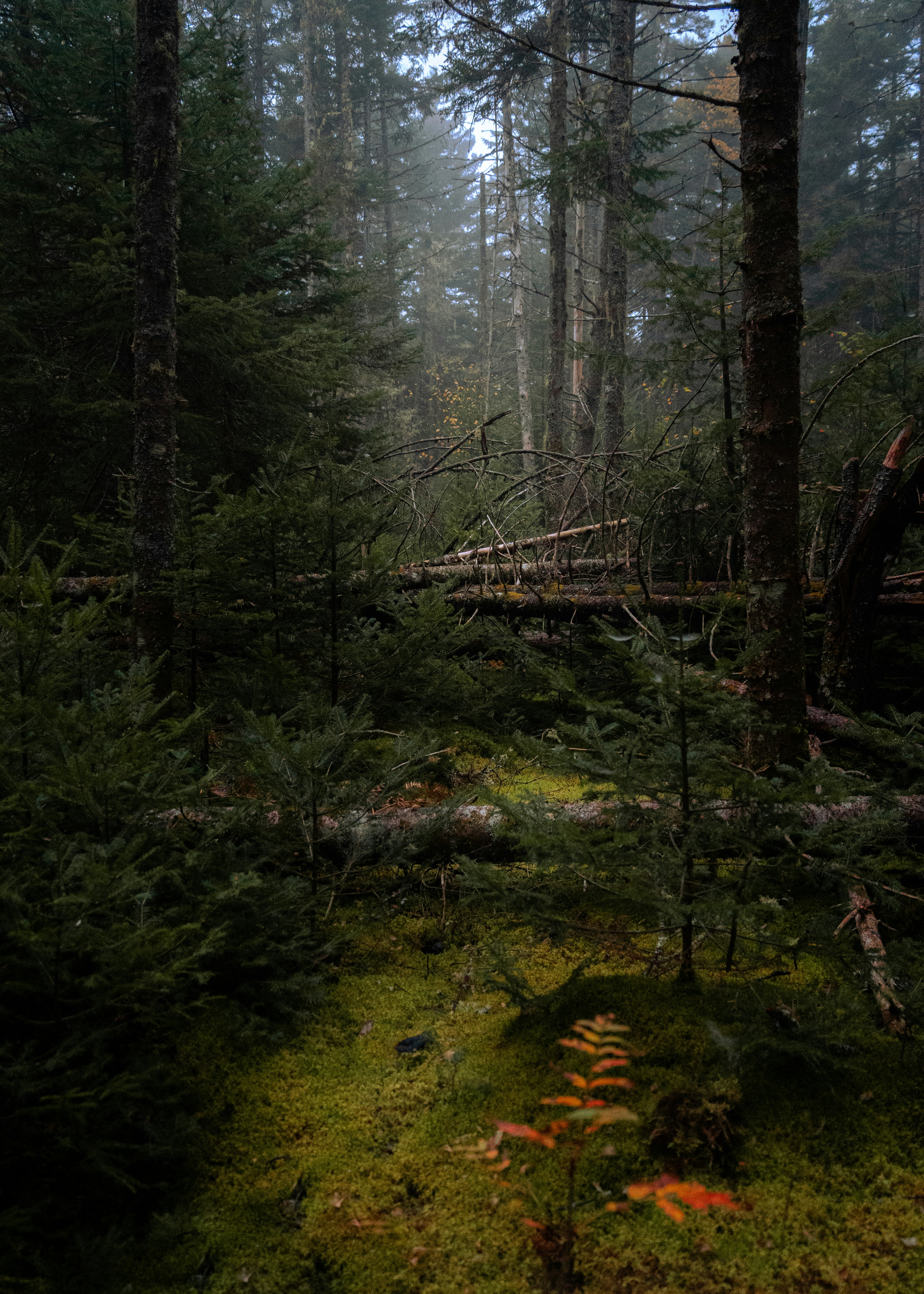 A dense forest with moss and tall trees.