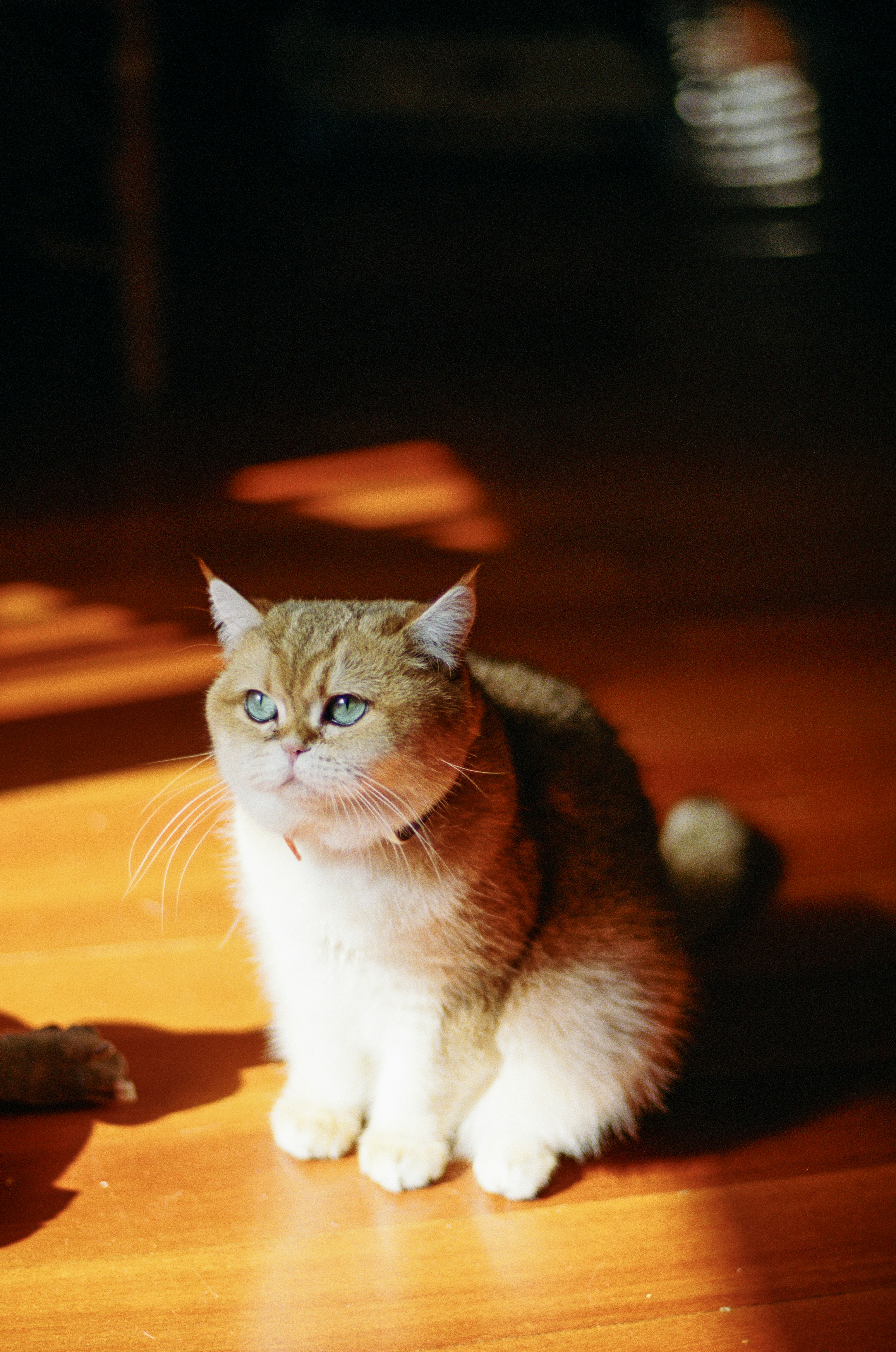 Photo by zhenyao_photo