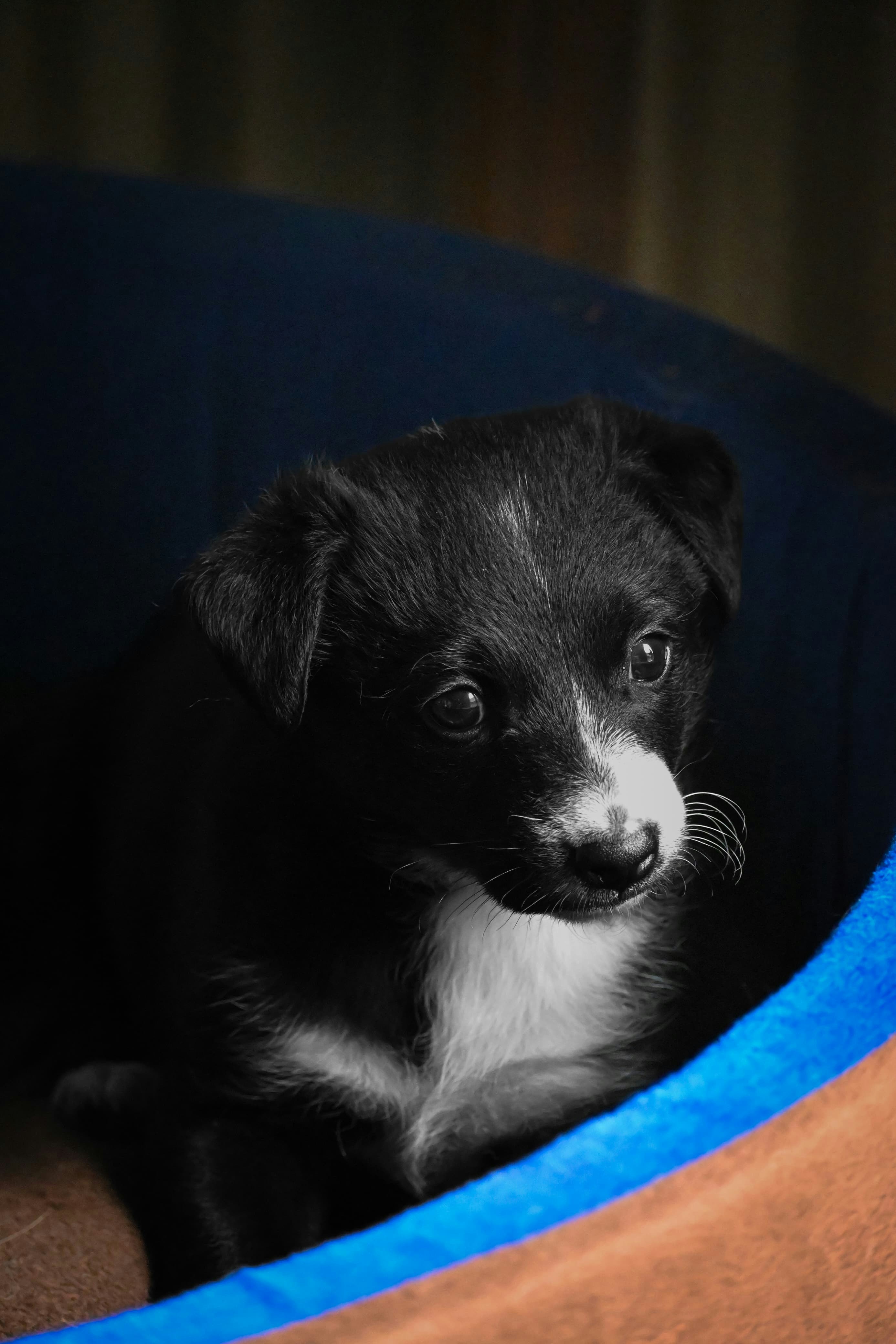 a puppy peeking out of his bed