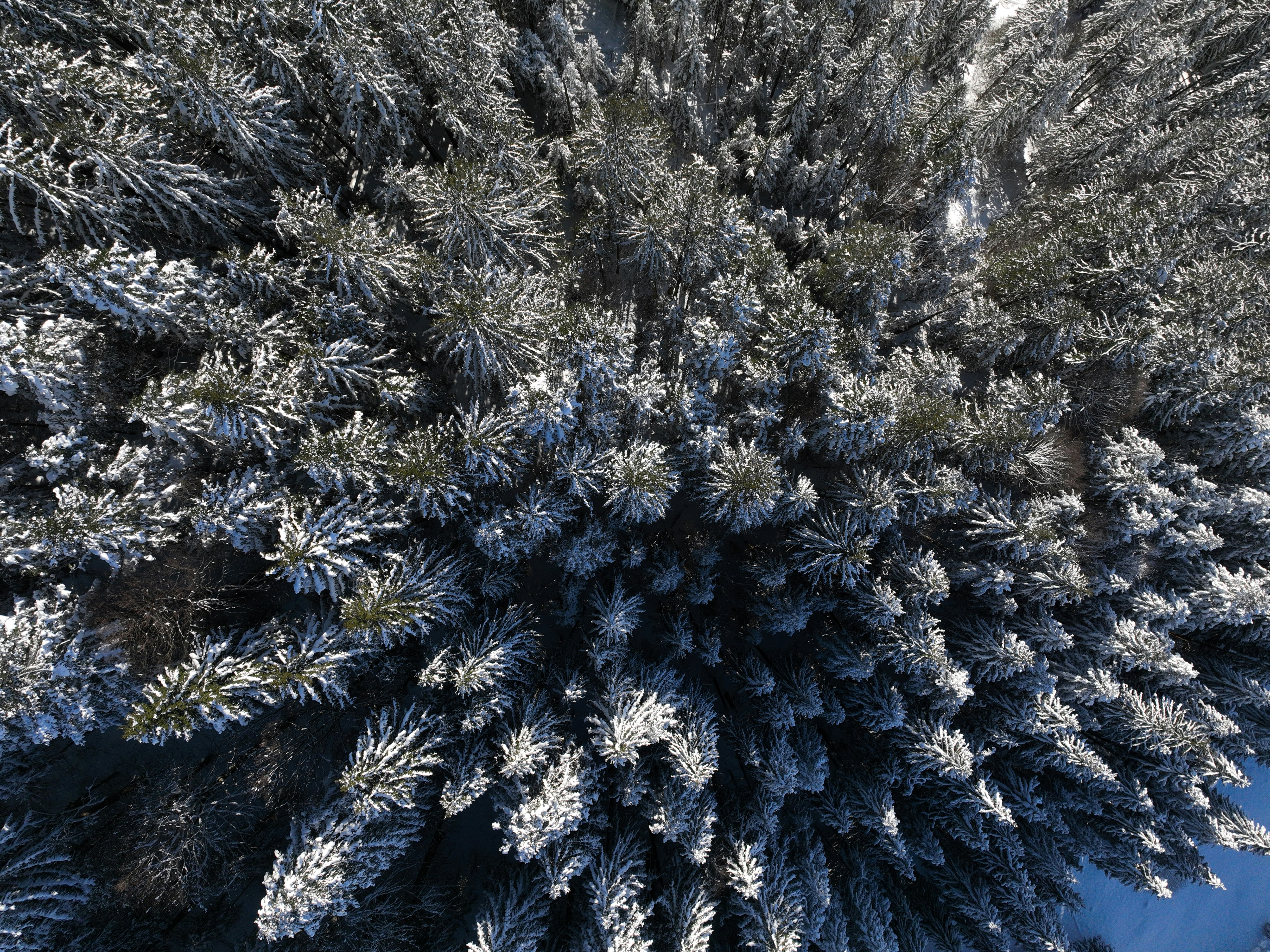 Photo by elias_schwegler