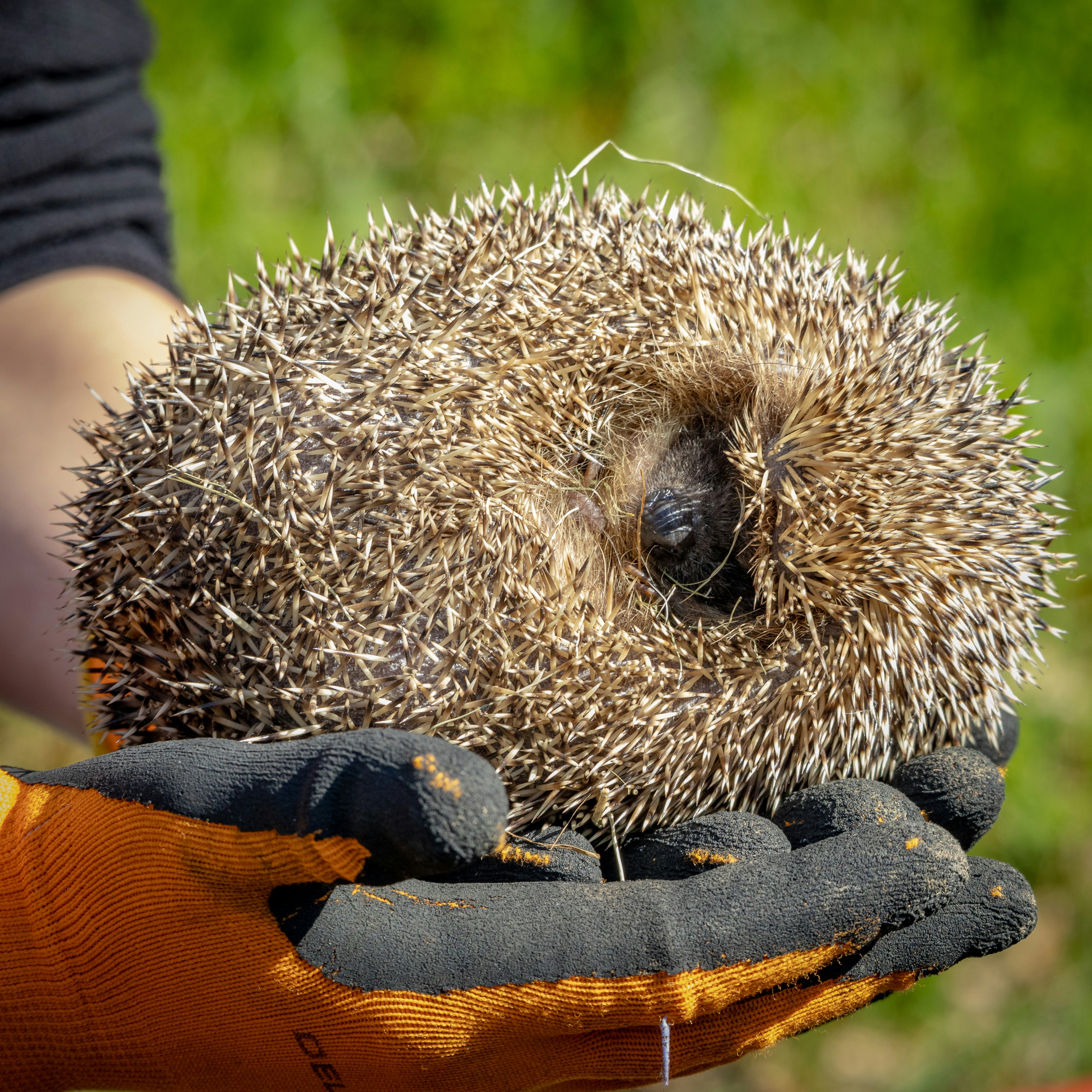 owner practicing calm hedgehog handling during evening bonding session