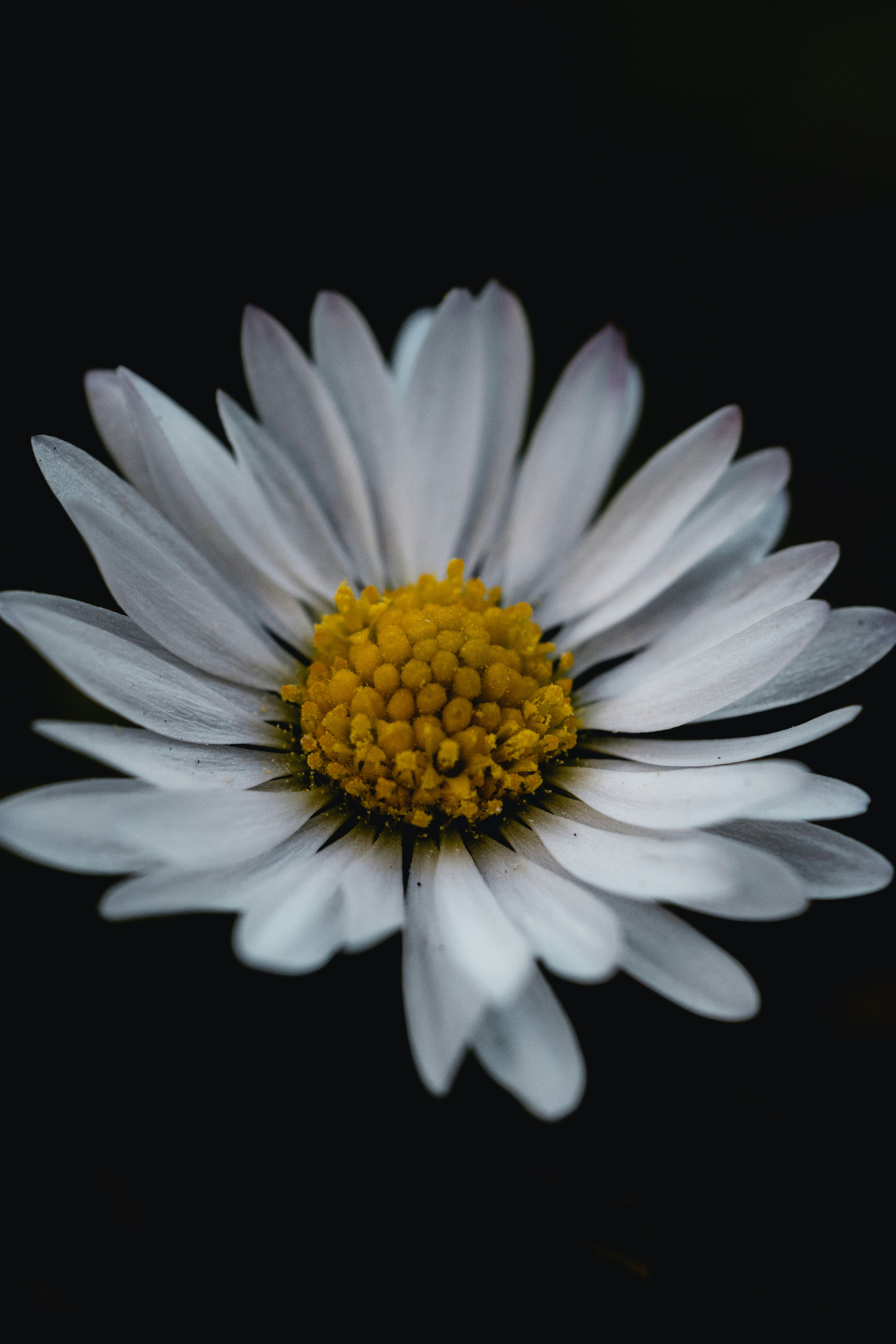 Photo by robertschwarz