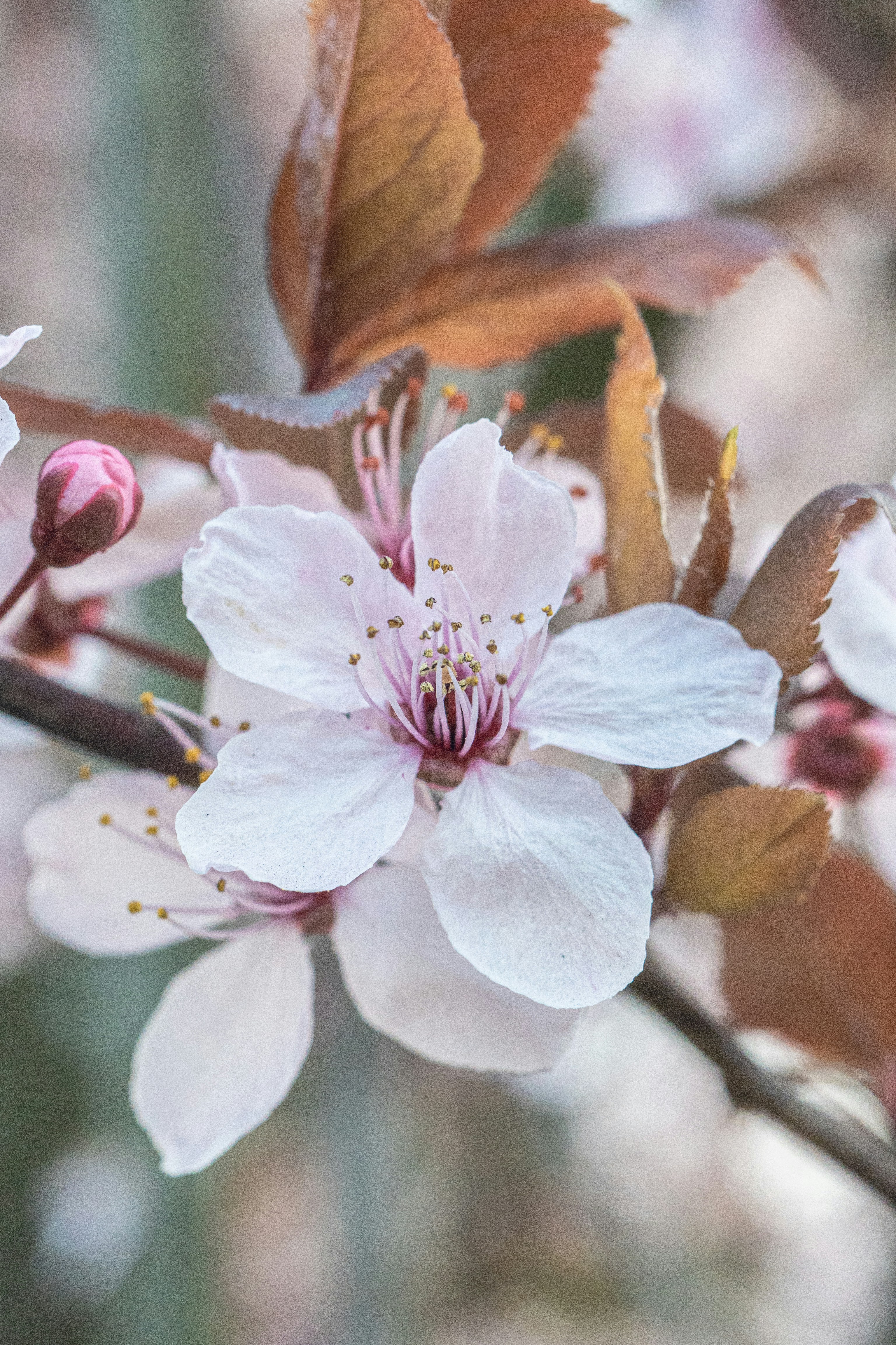 Photo by robertschwarz