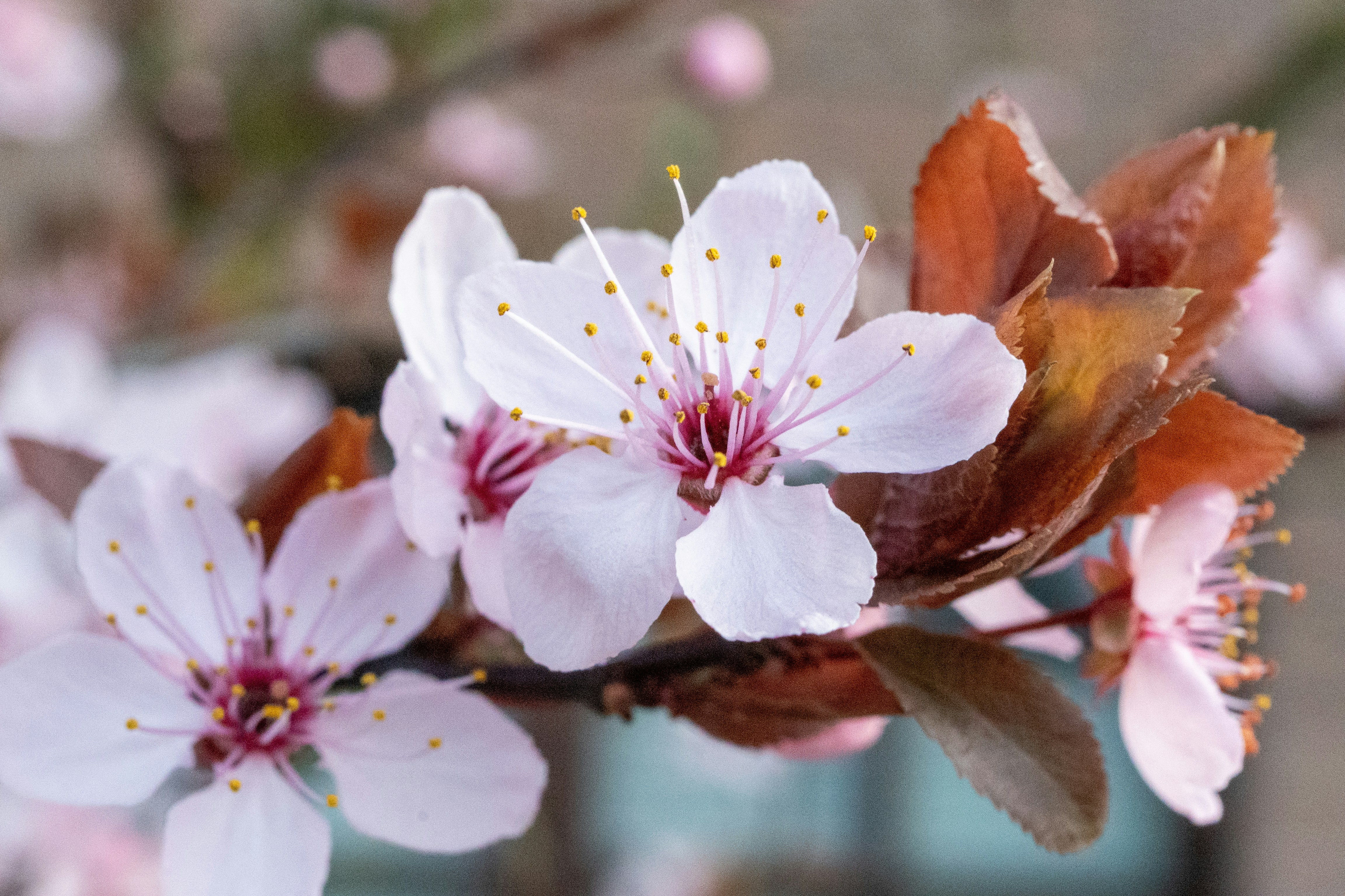 Photo by robertschwarz