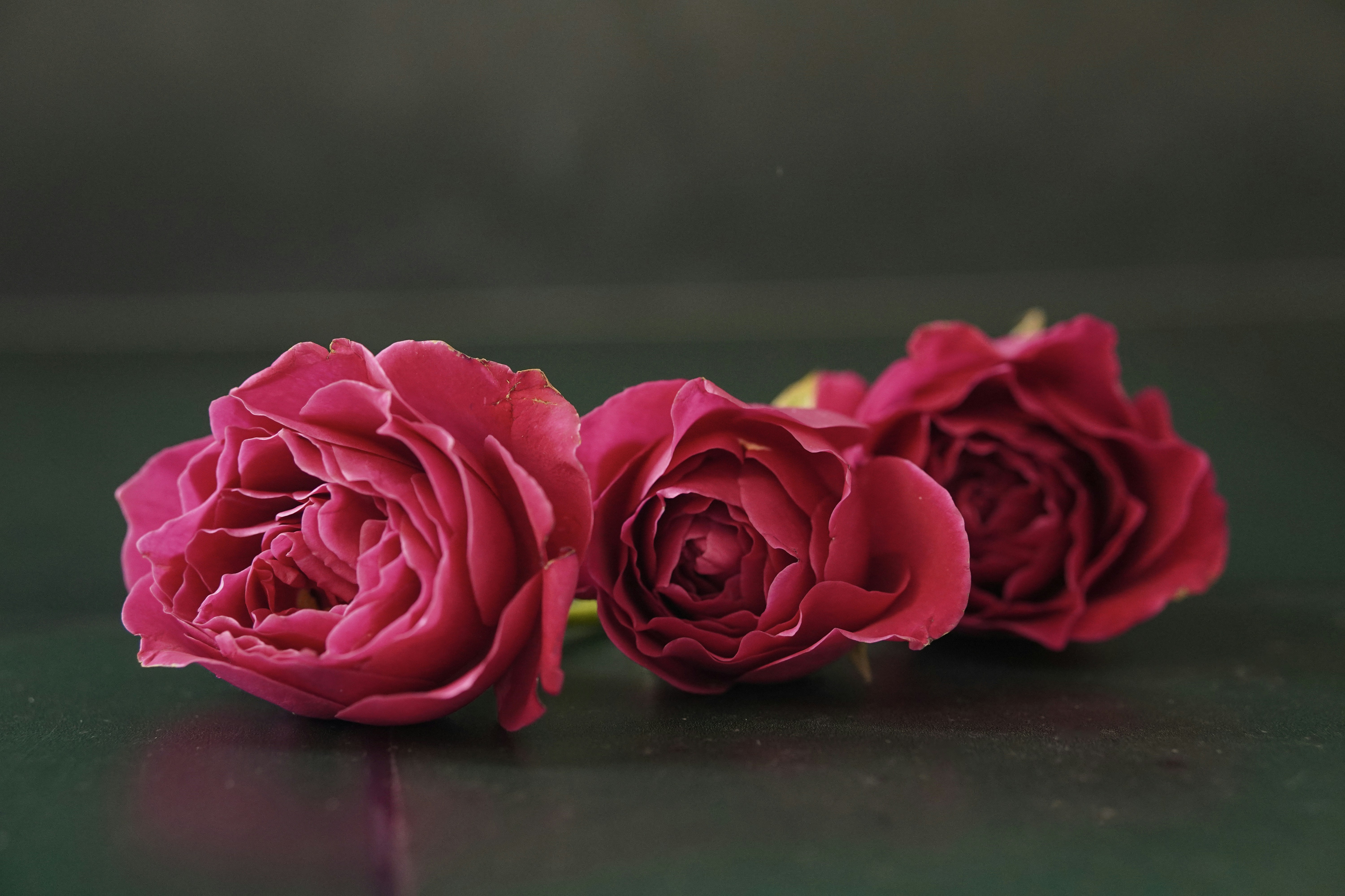 Three vibrant roses are displayed up close. photo – Free Flowers Image ...