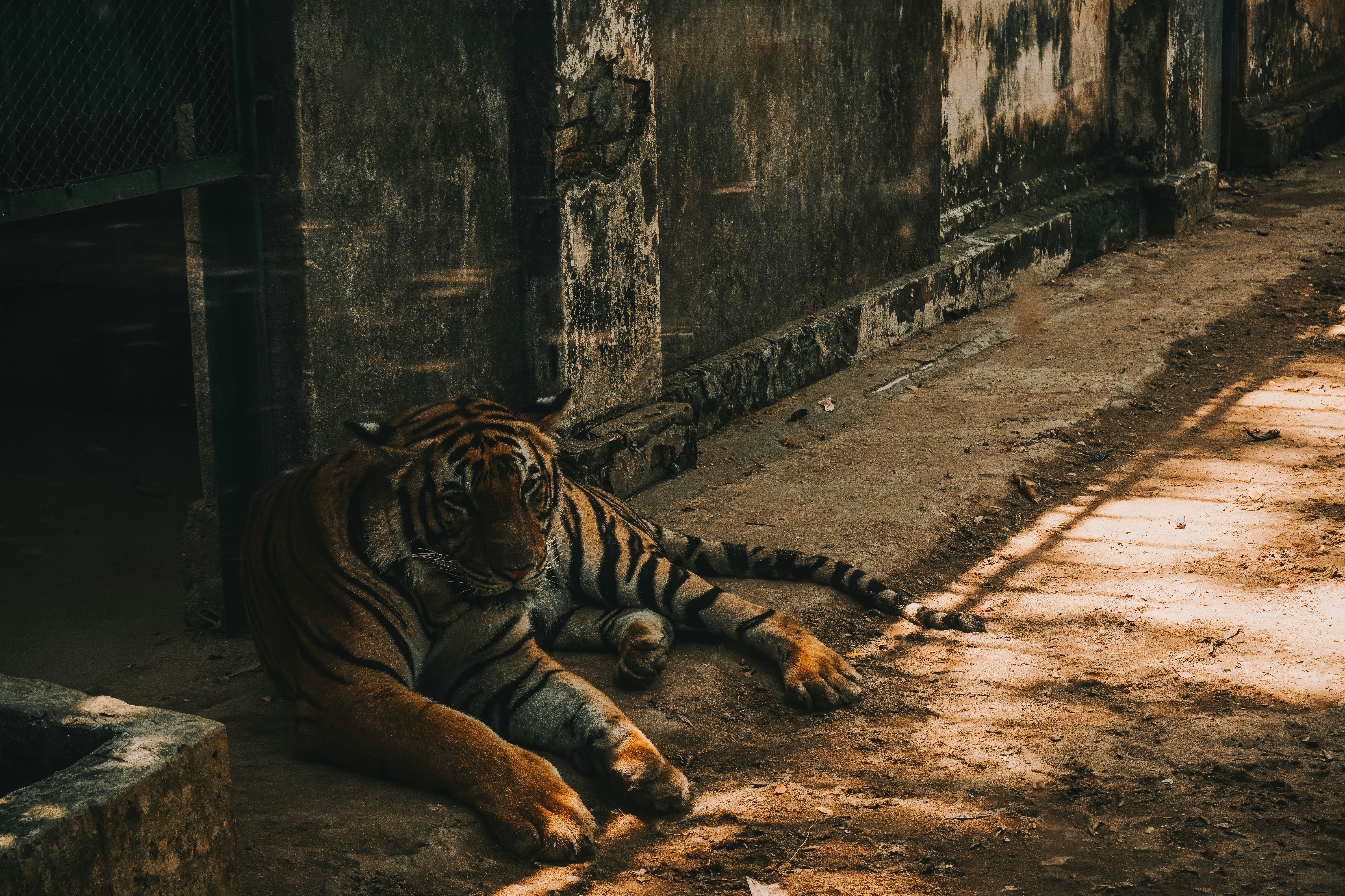 Unlikely Friendships: Coexisting with Other Animals (image credits: unsplash)
