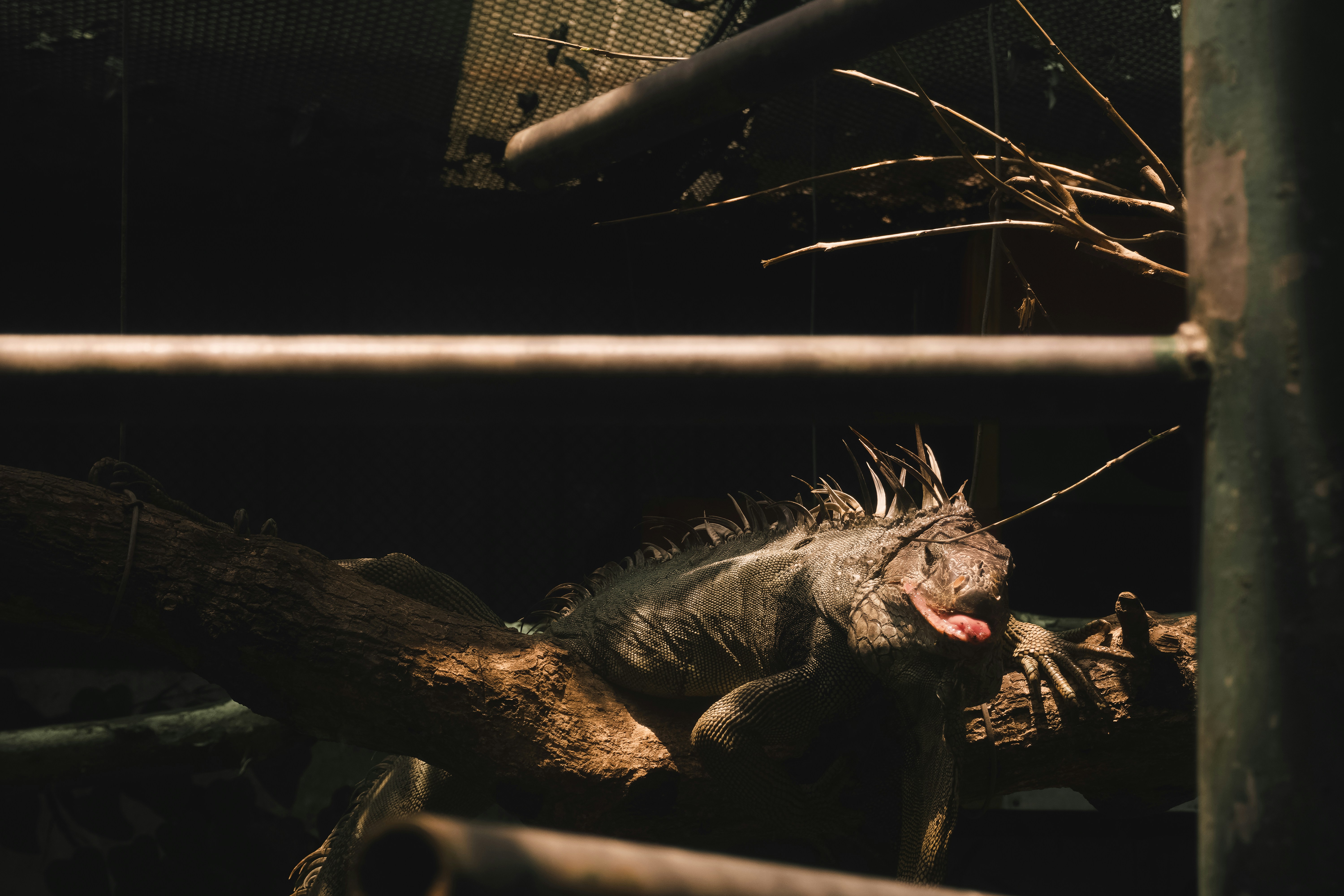 영화 스플라이스 결말 해석 및 충격적인 반전 내용 완벽 정리 이미지2