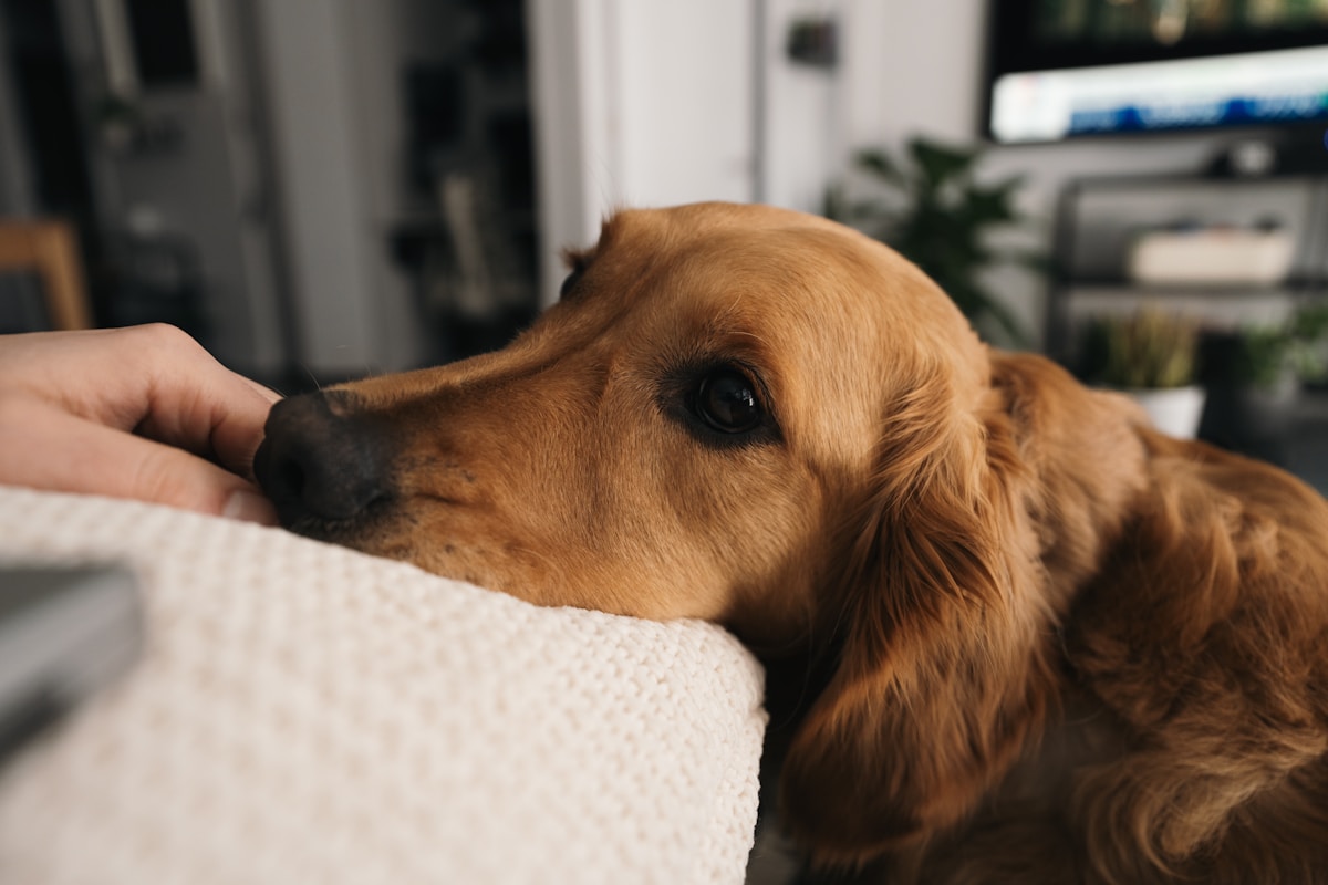 Home check-ins for pets image background image