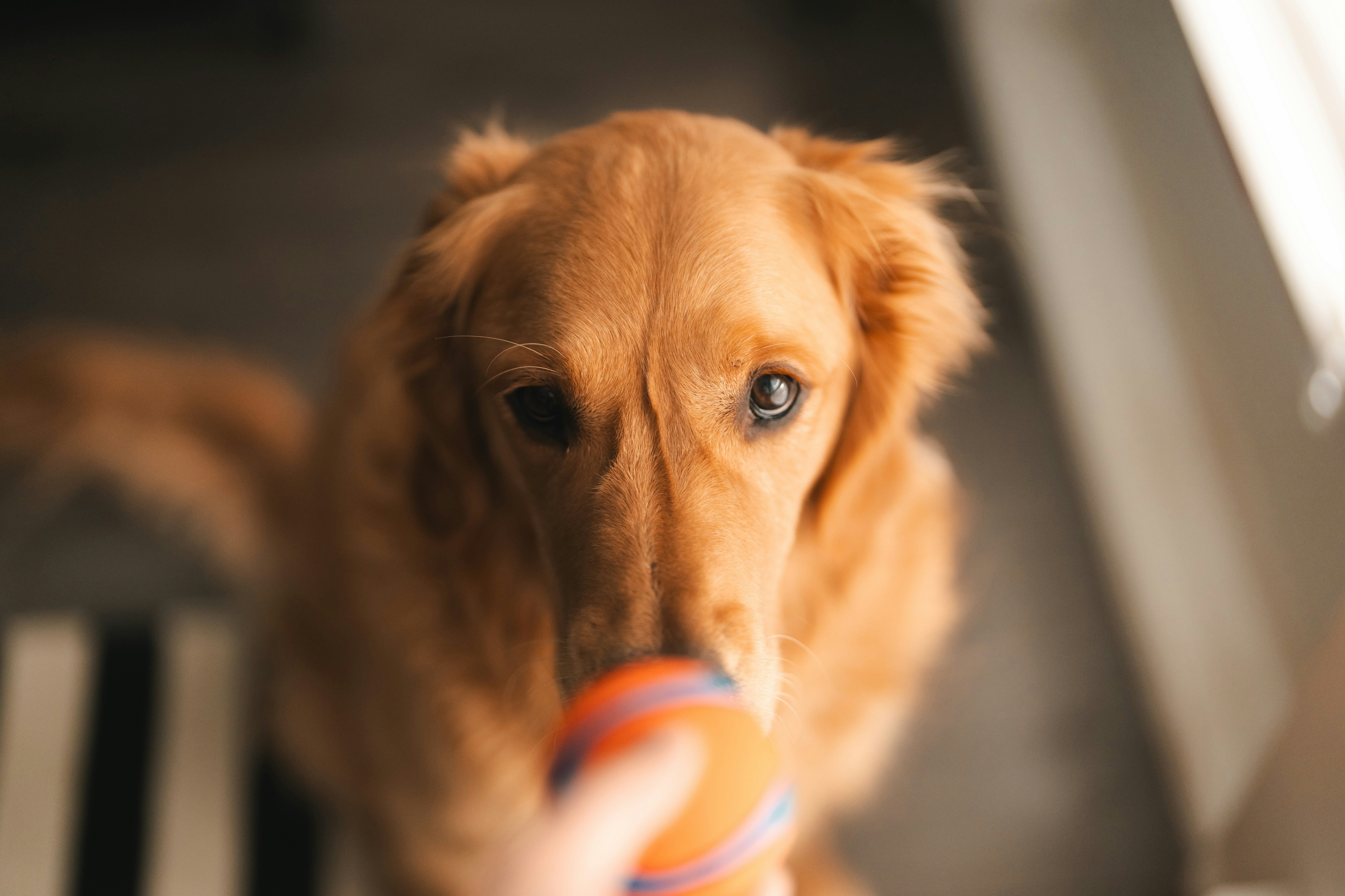 Understanding Your Dog’s Natural Chewing Behavior