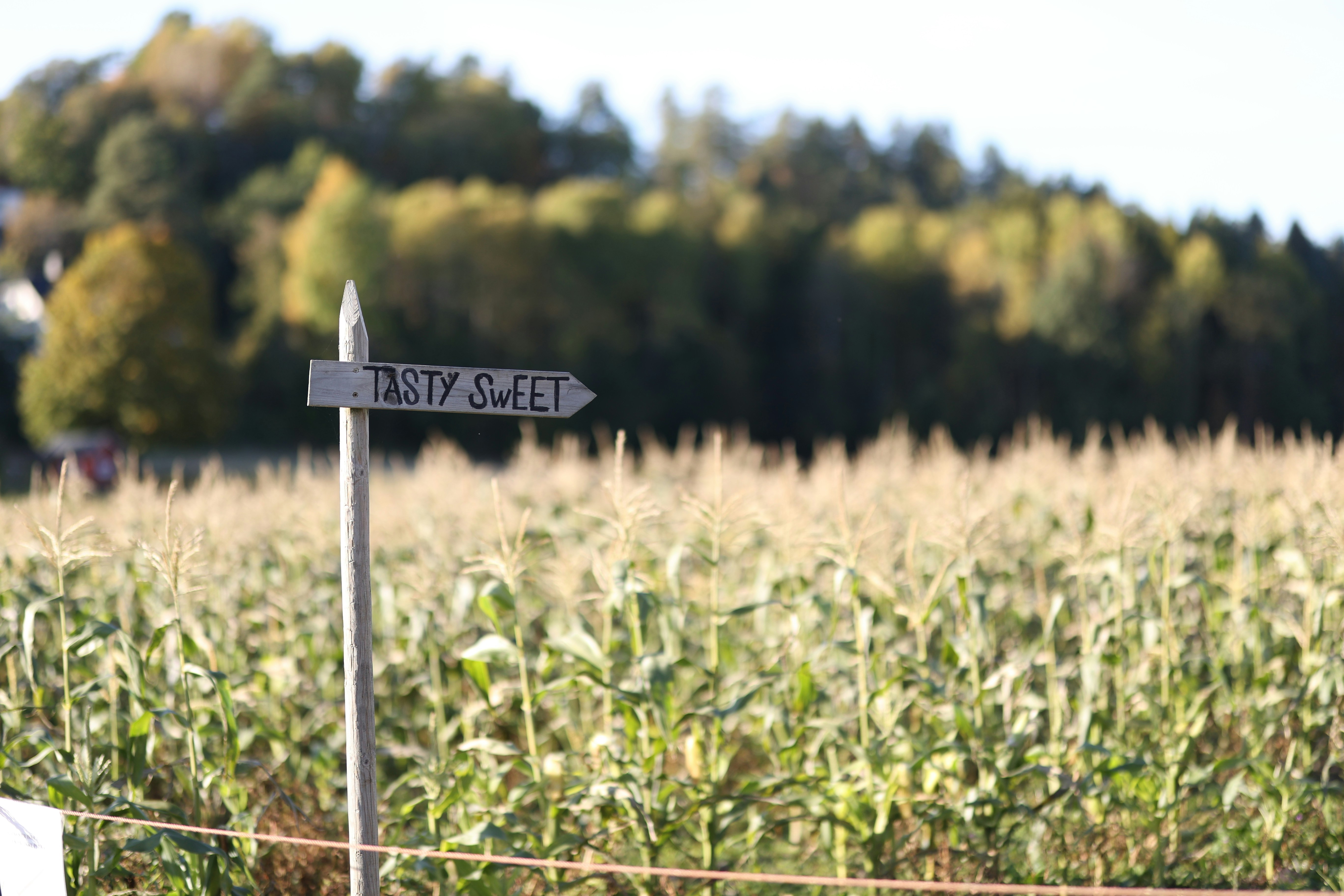 Sign points direction in a cornfield.
