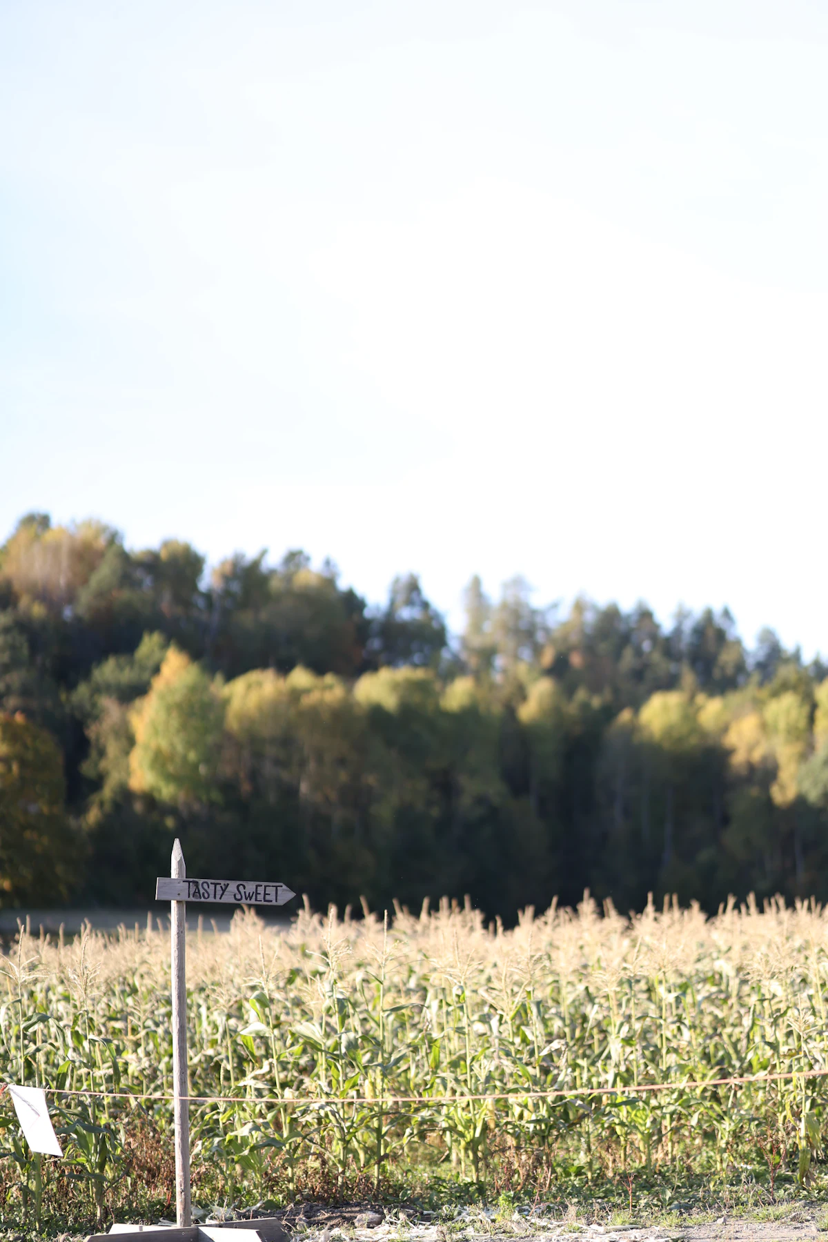 Sign pointing to the entrance of a corn maze in a field