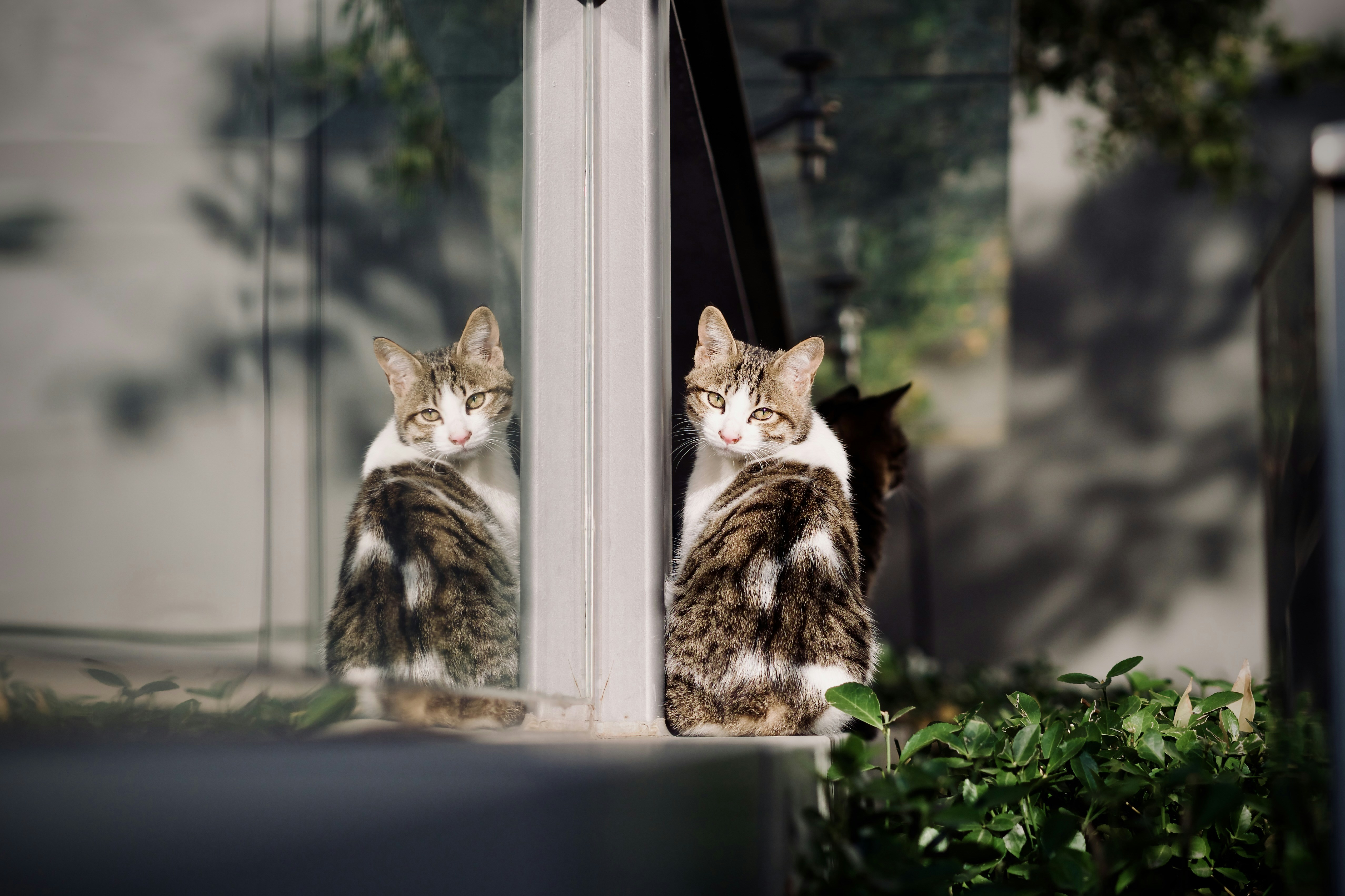 A cat and its reflection near a window.
