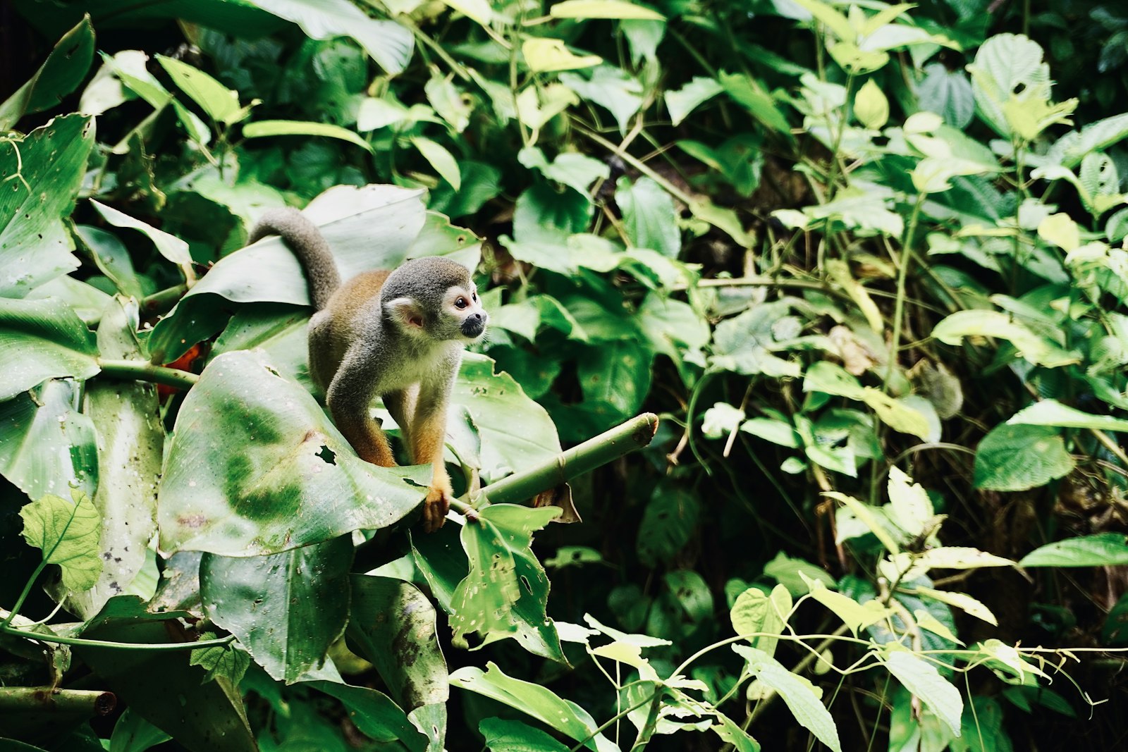 A squirrel monkey perched among broad green leaves in the Colombian Amazon near Puerto Nariño