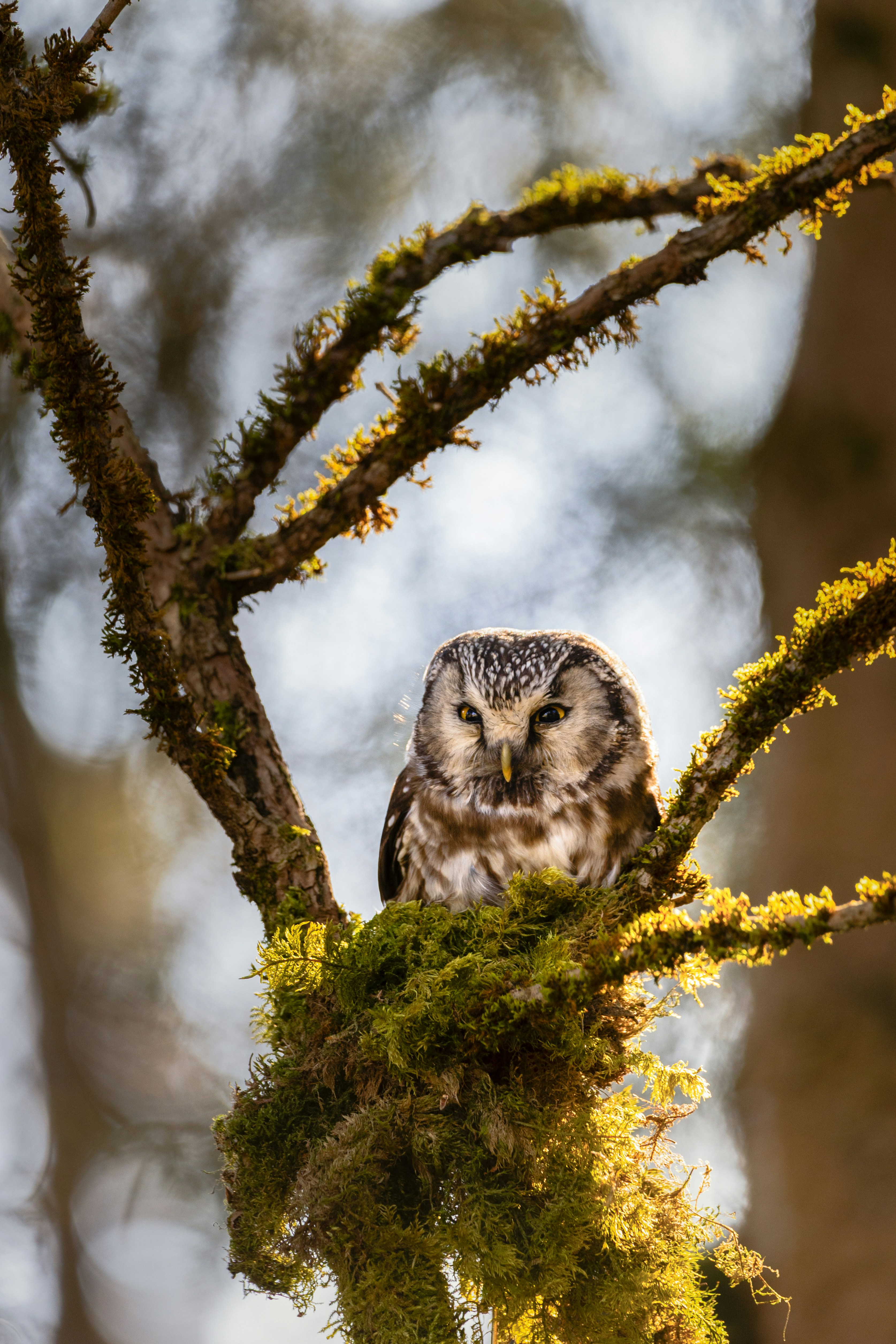 An owl perches in a mossy tree branch.