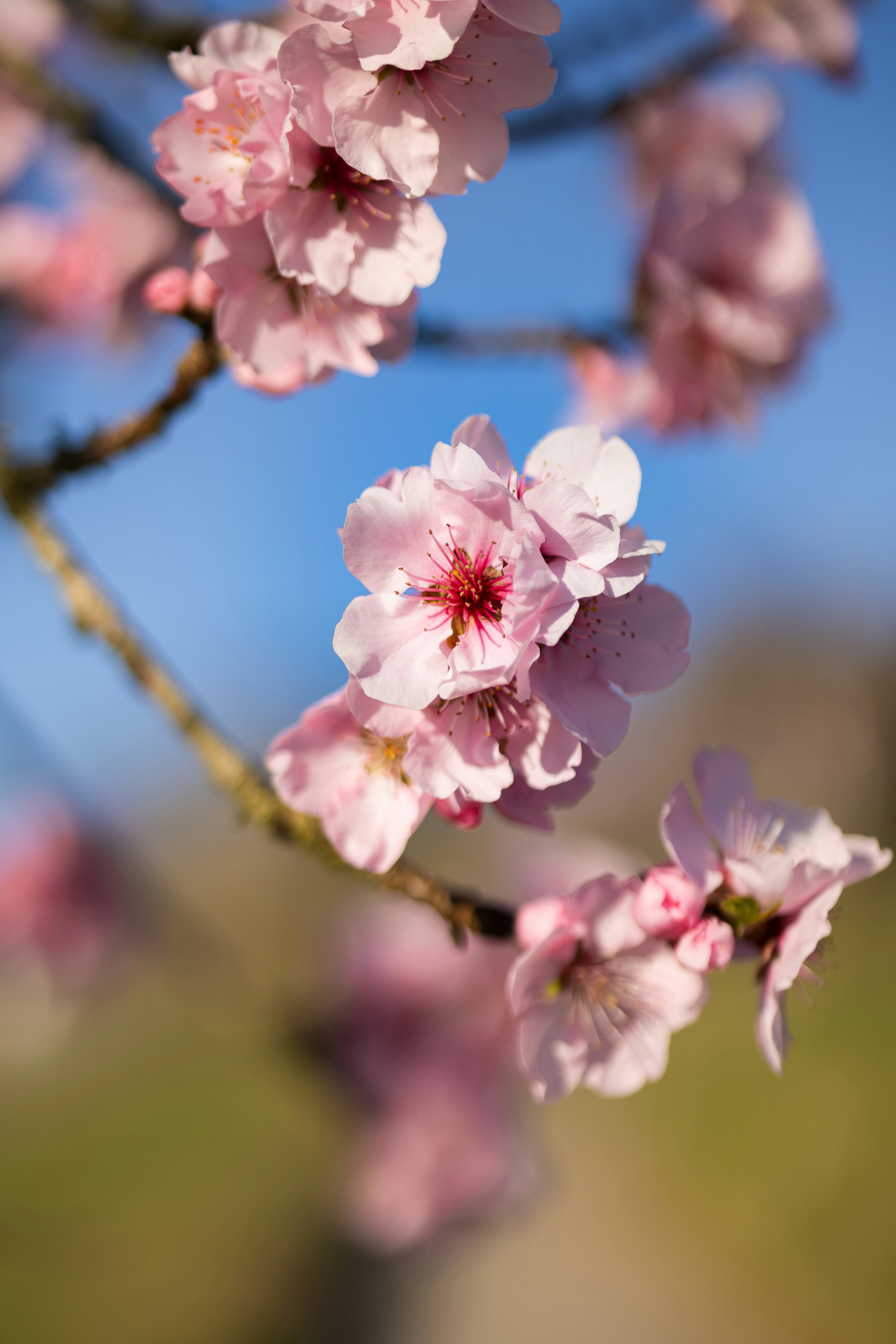 Pink cherry blossoms blooming on a branch.