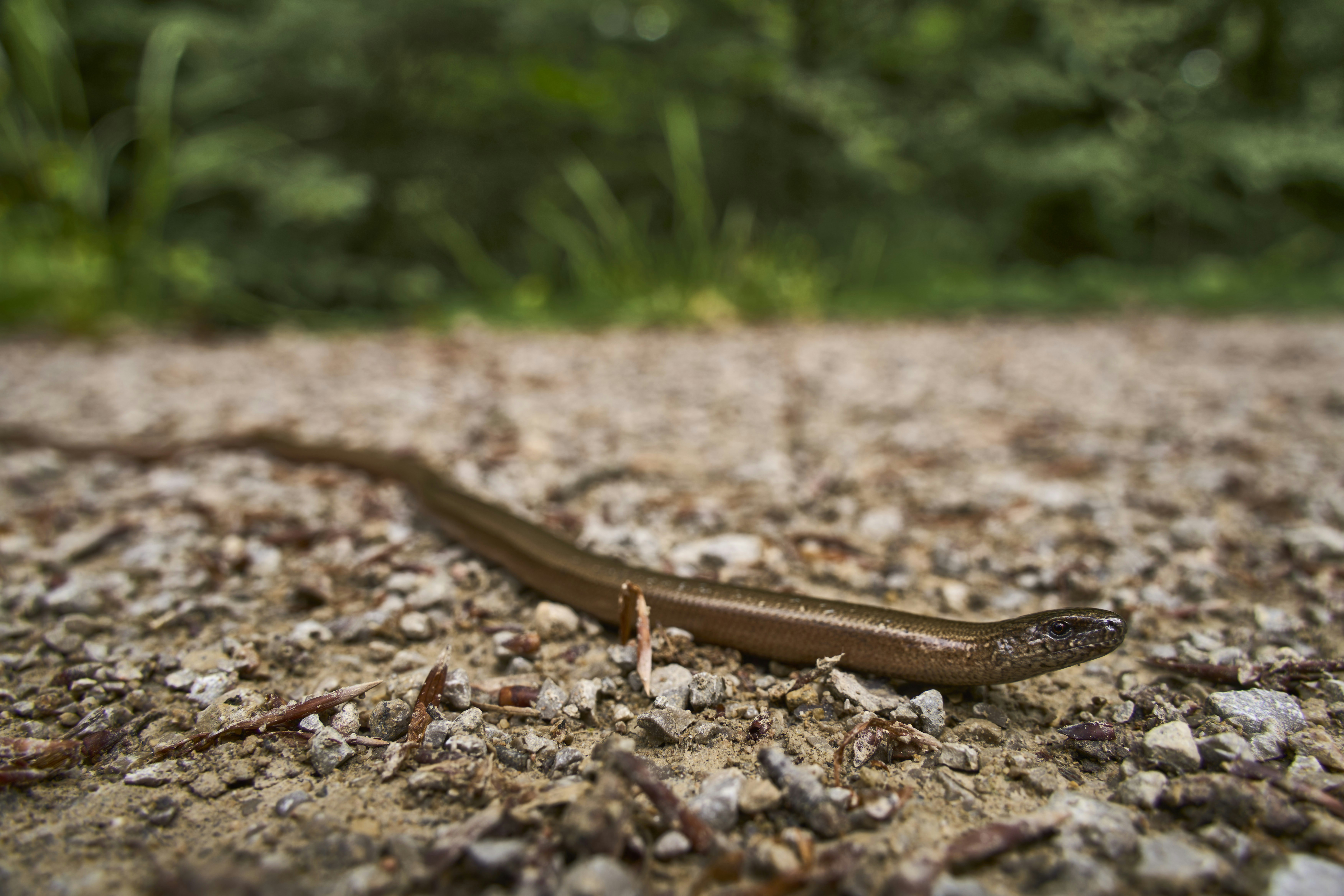 Photo by wolfgang_hasselmann