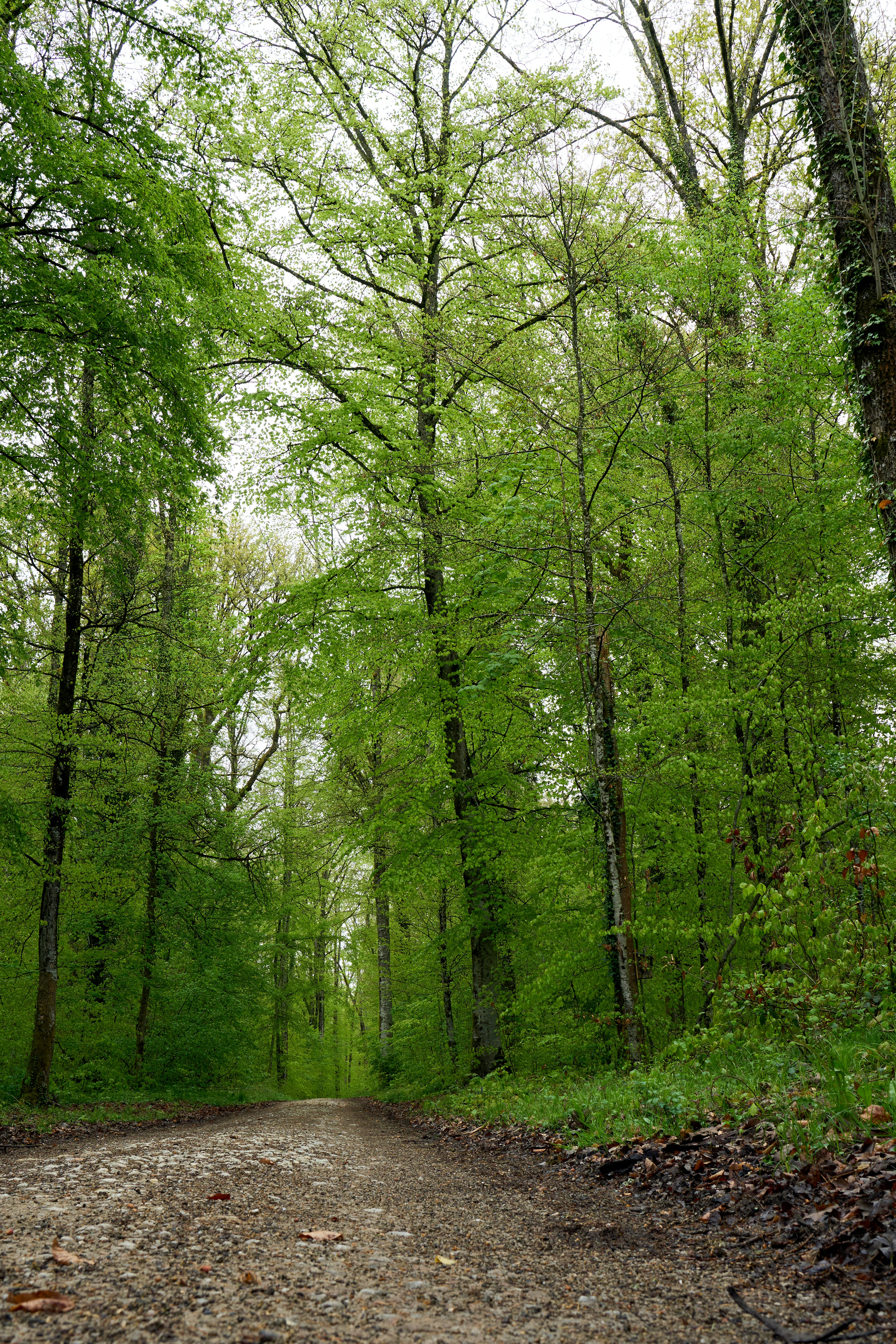 Photo by wolfgang_hasselmann