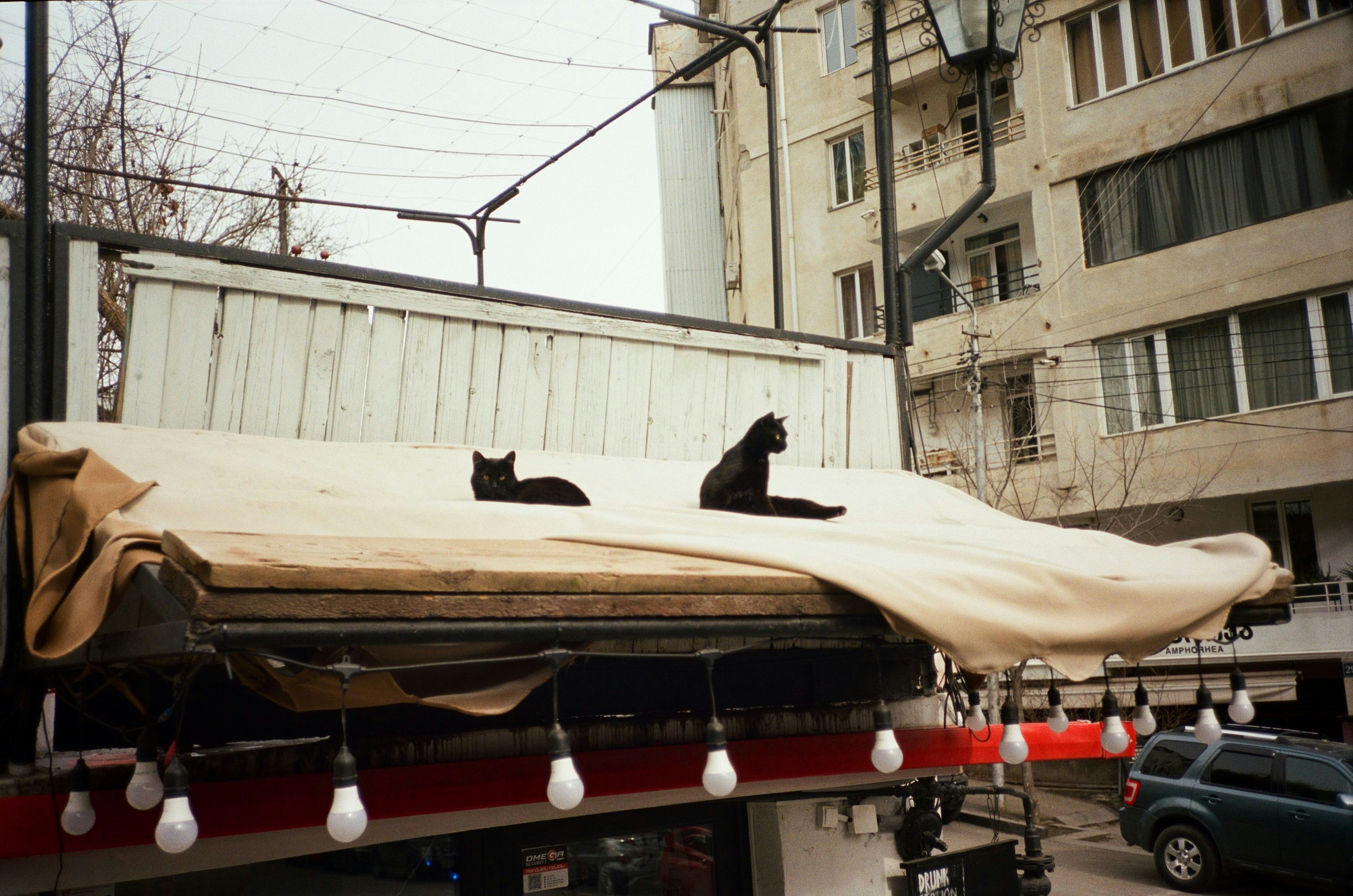 Two black cats lounge on rooftop.