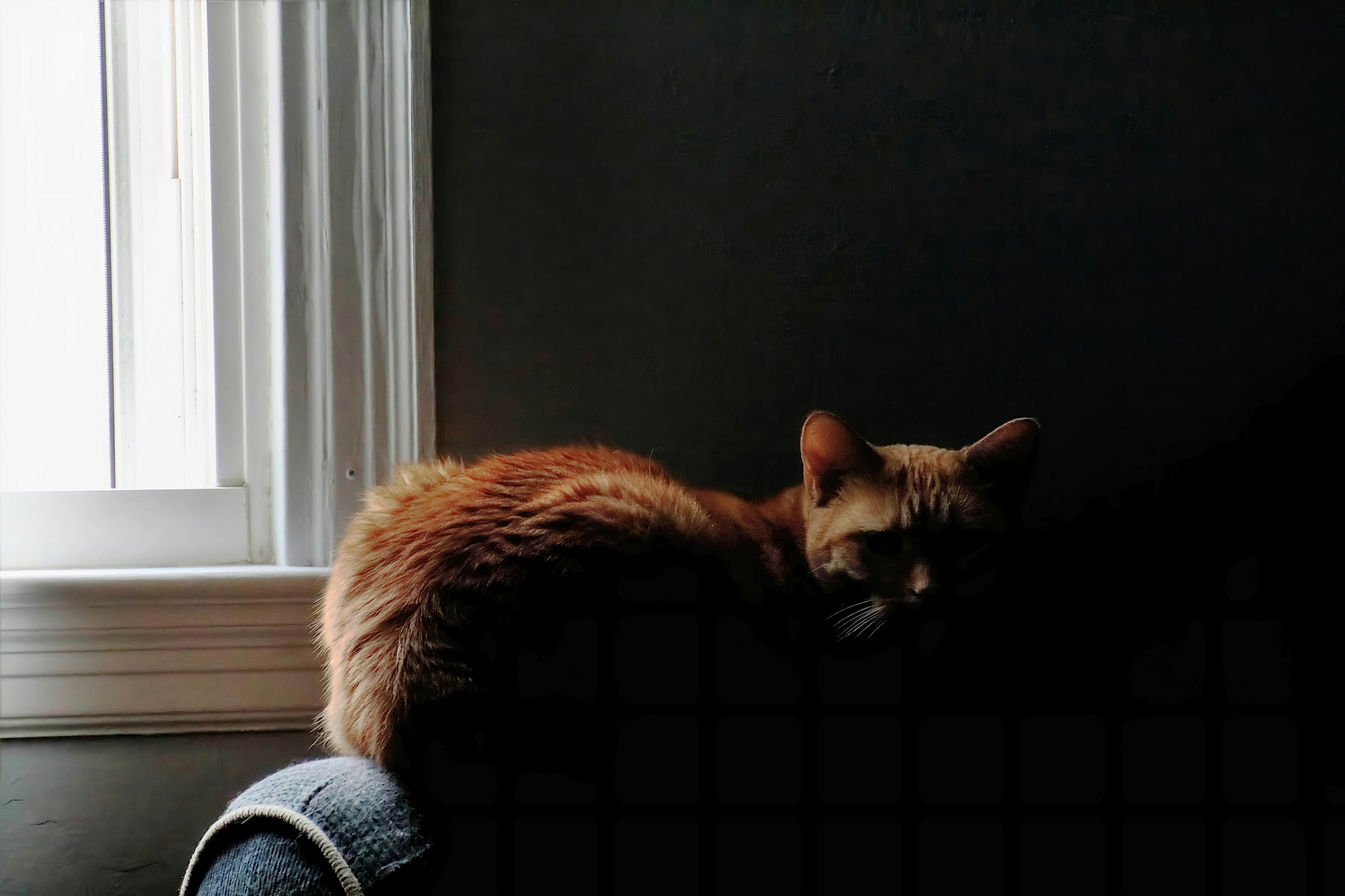 An orange cat sits in the shadows.