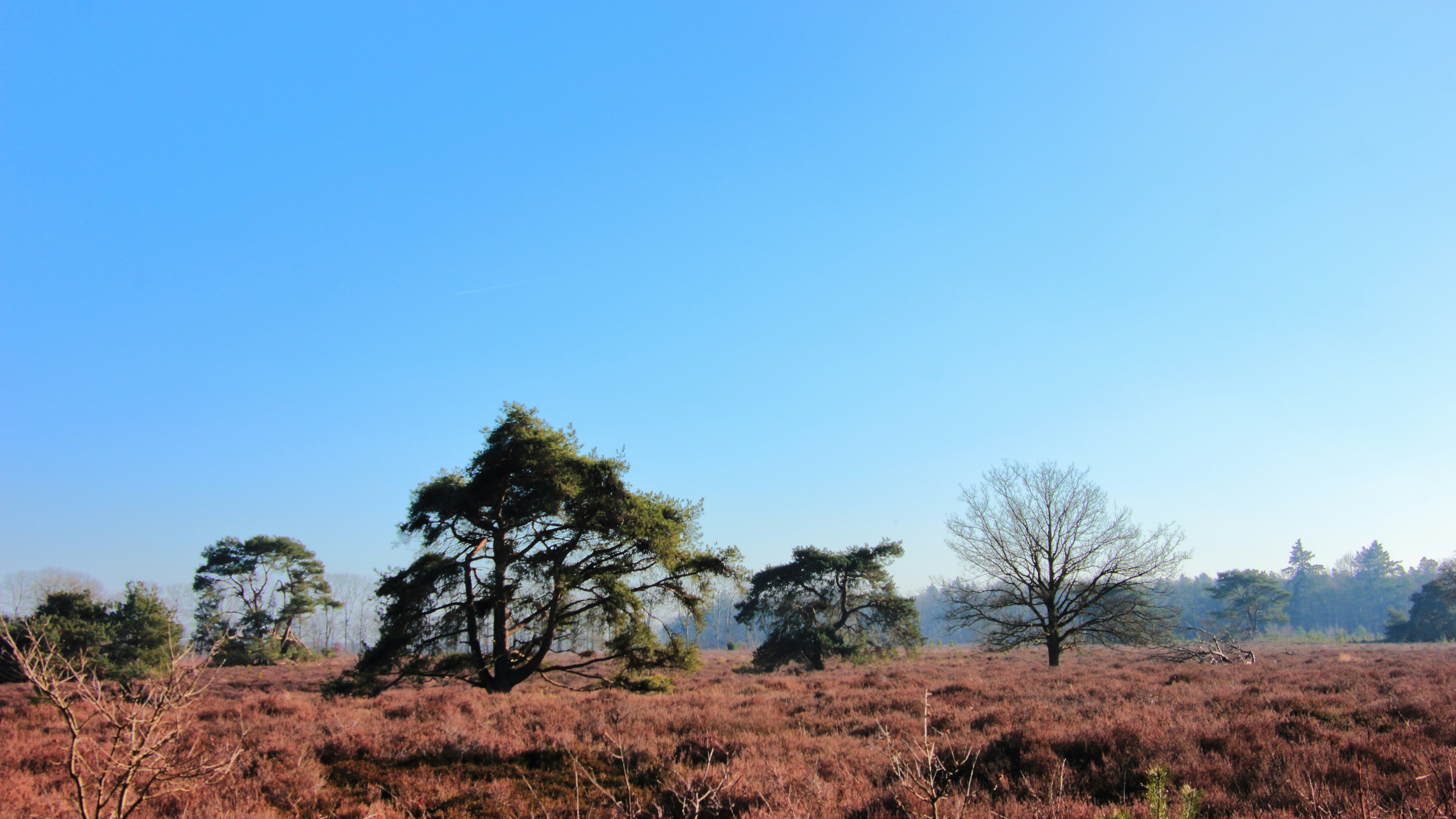 Bäume stehen auf einem Feld unter blauem Himmel.