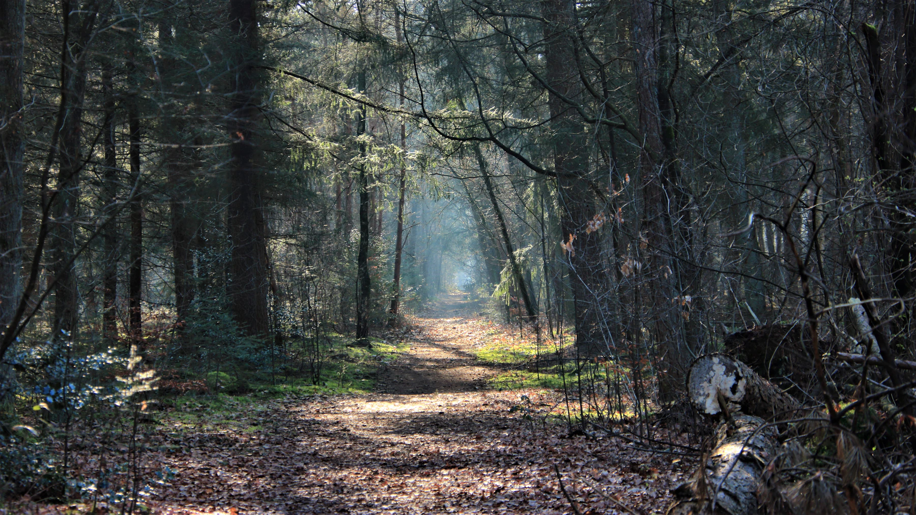Forest path in Drenthe