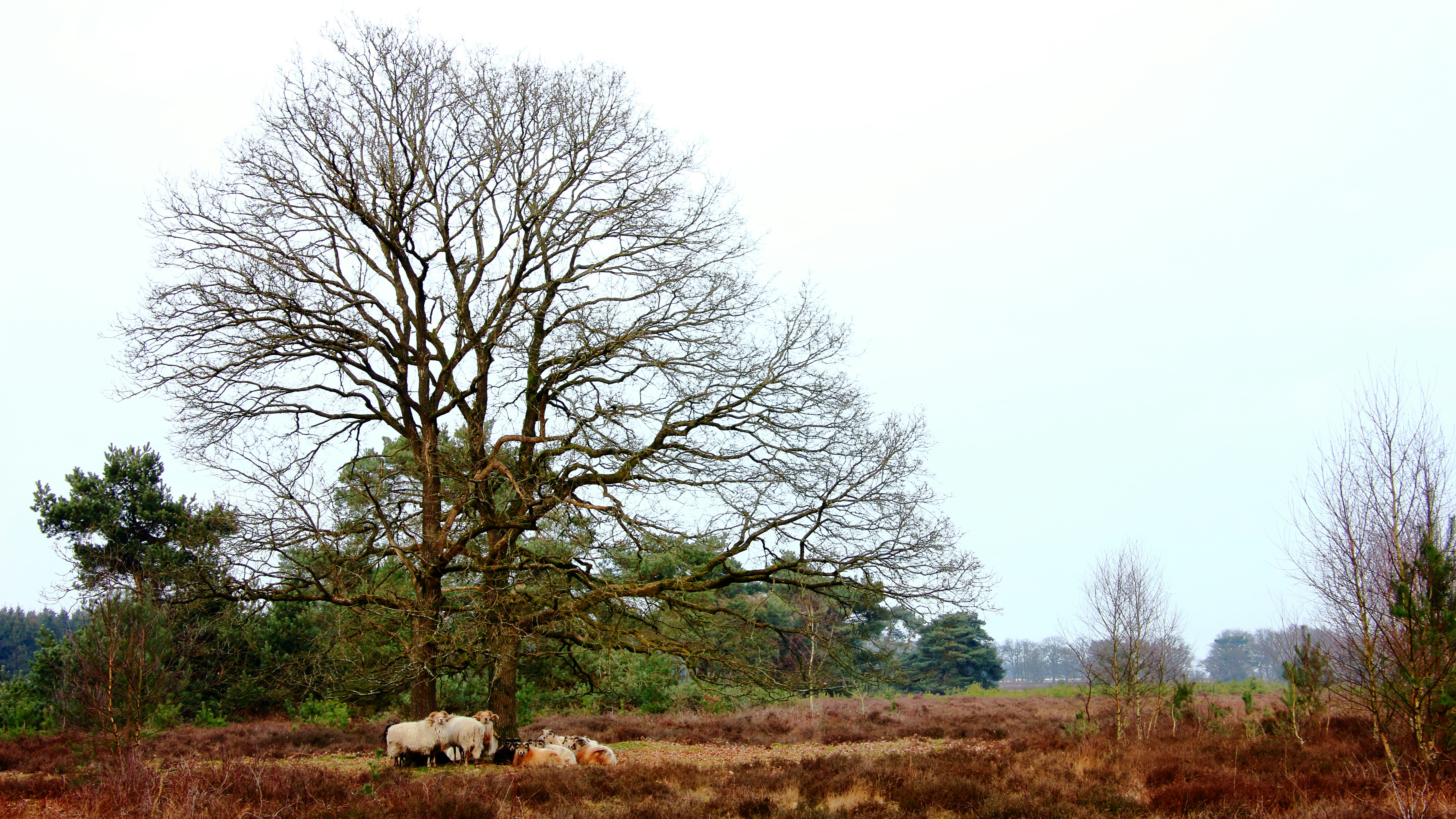 Ein kahler Baum dominiert eine Landschaft.