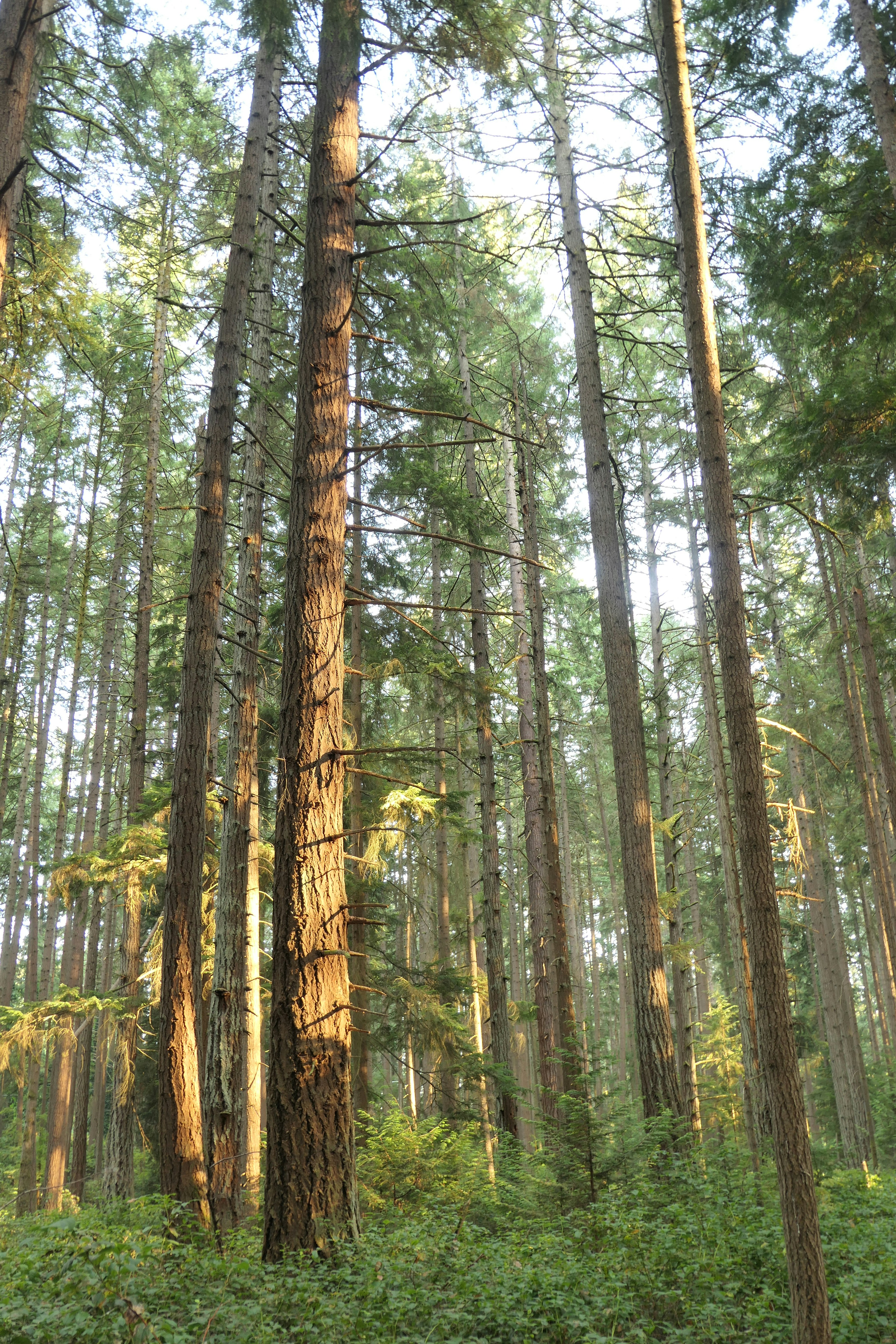 Tall trees fill the sunlit forest.