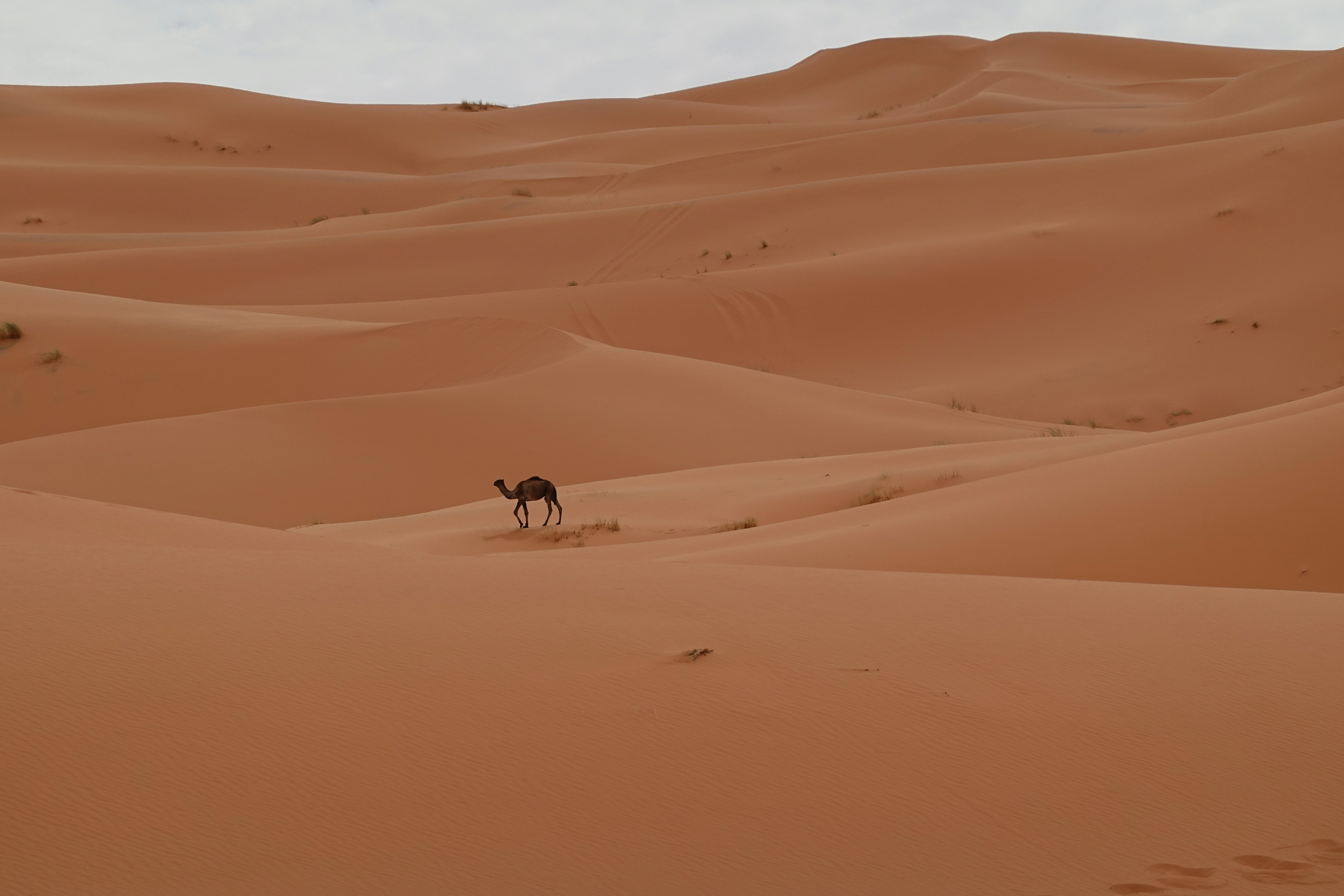 A camel walks in a vast, sandy desert.