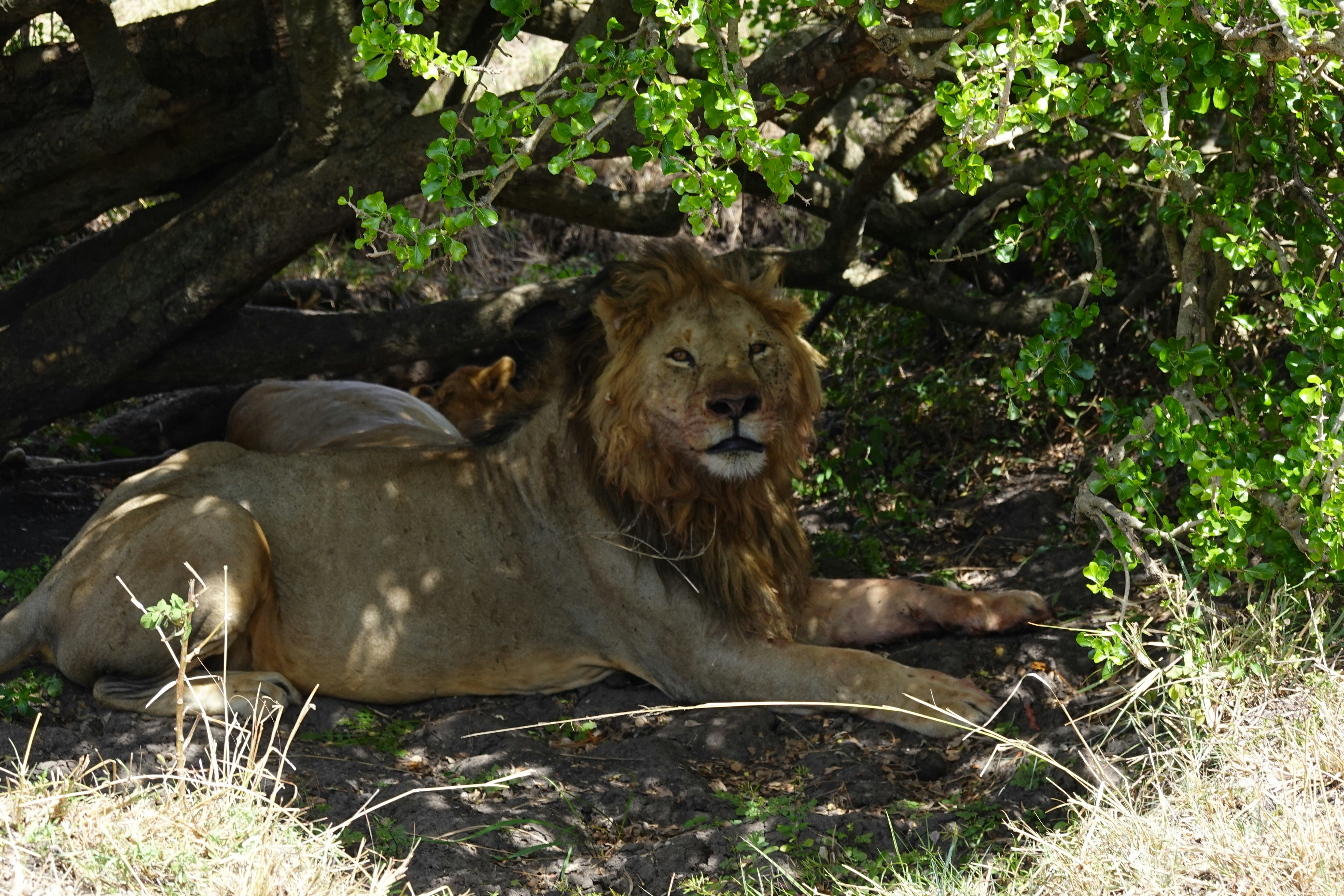 A lion and his cub relax in the shade.
