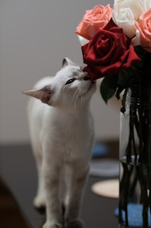 A white cat sniffs beautiful roses.
