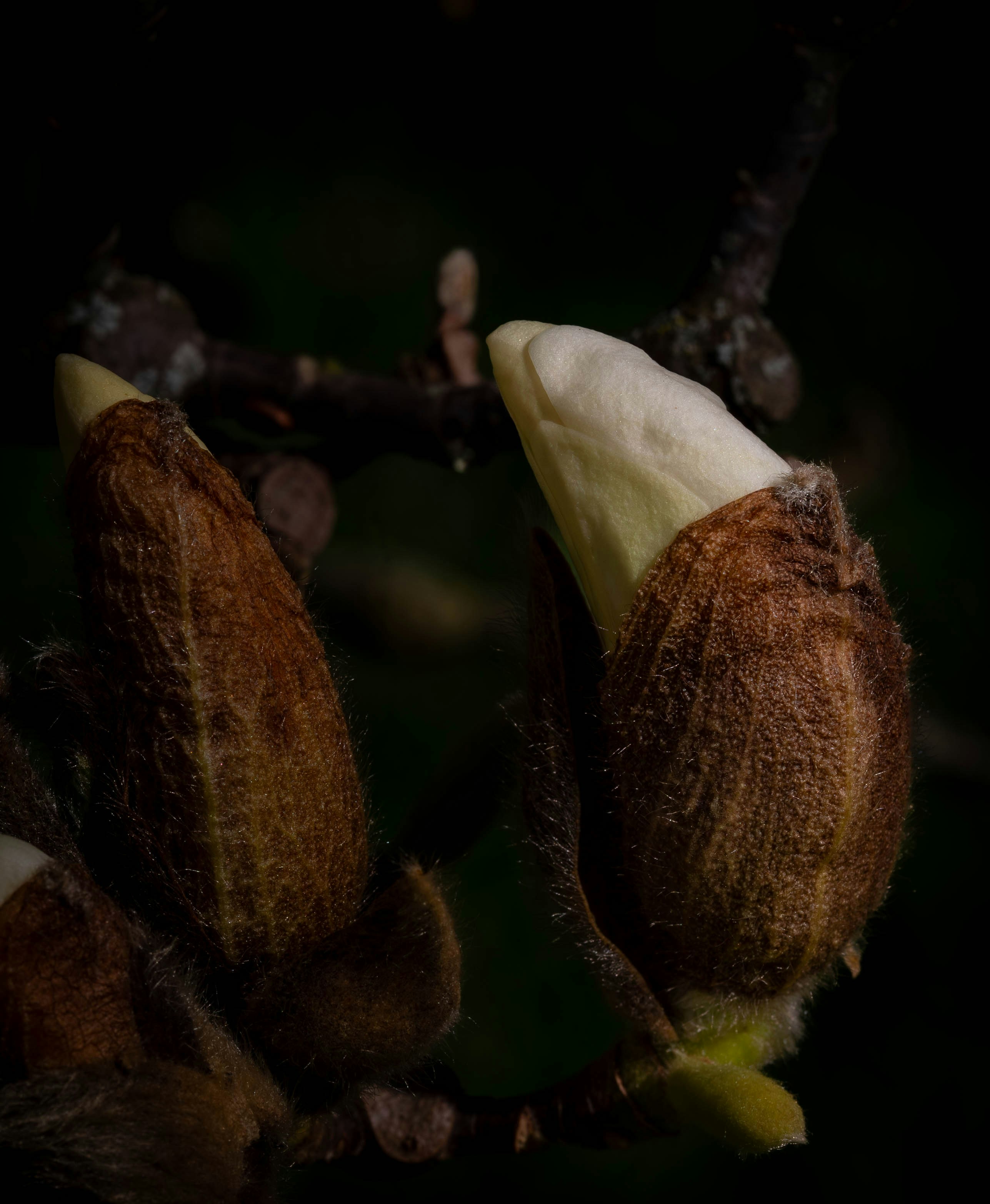 Magnolia buds emerge from the dark.