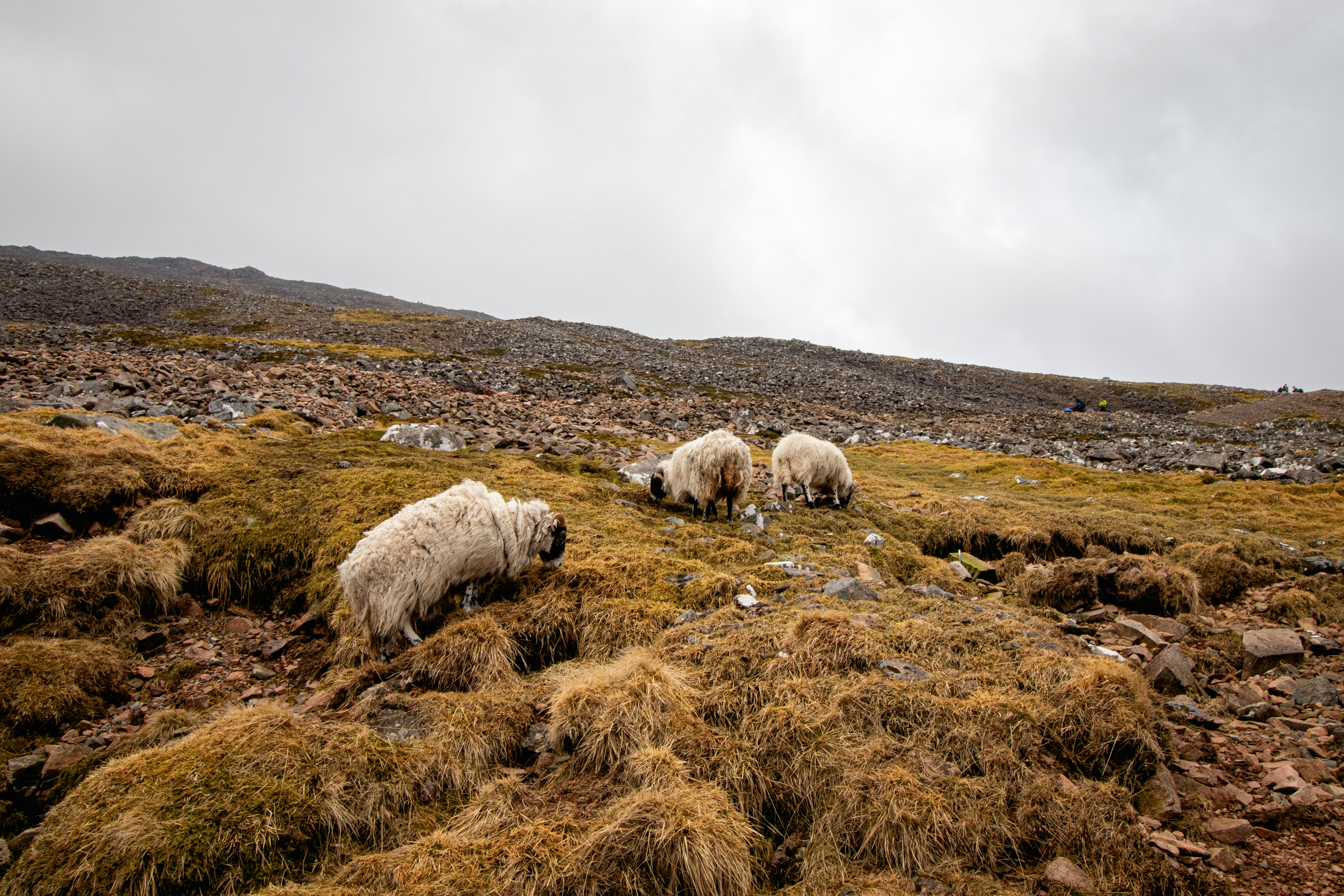 Photo by tpminettphotography