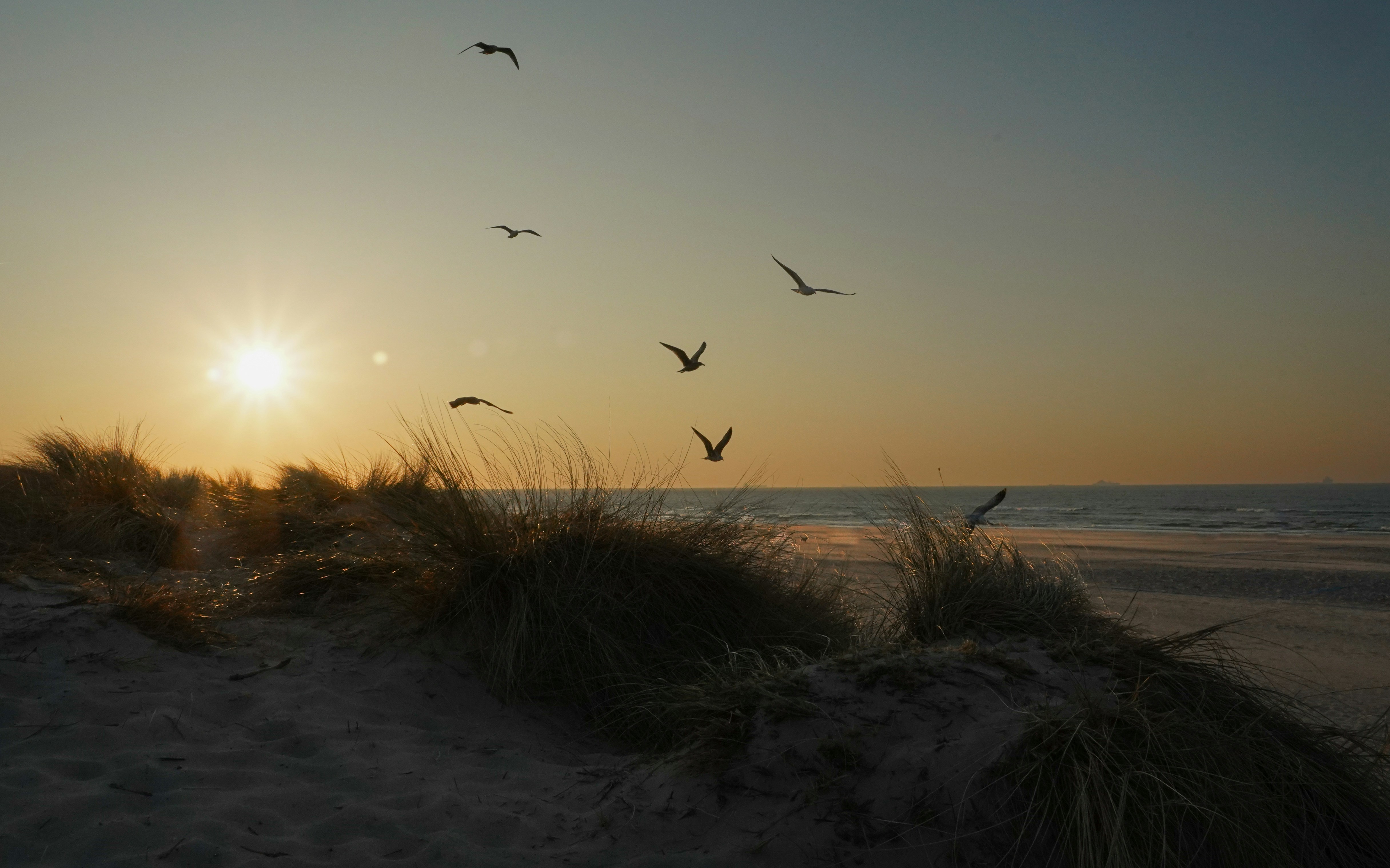 Birds fly over the beach at sunset