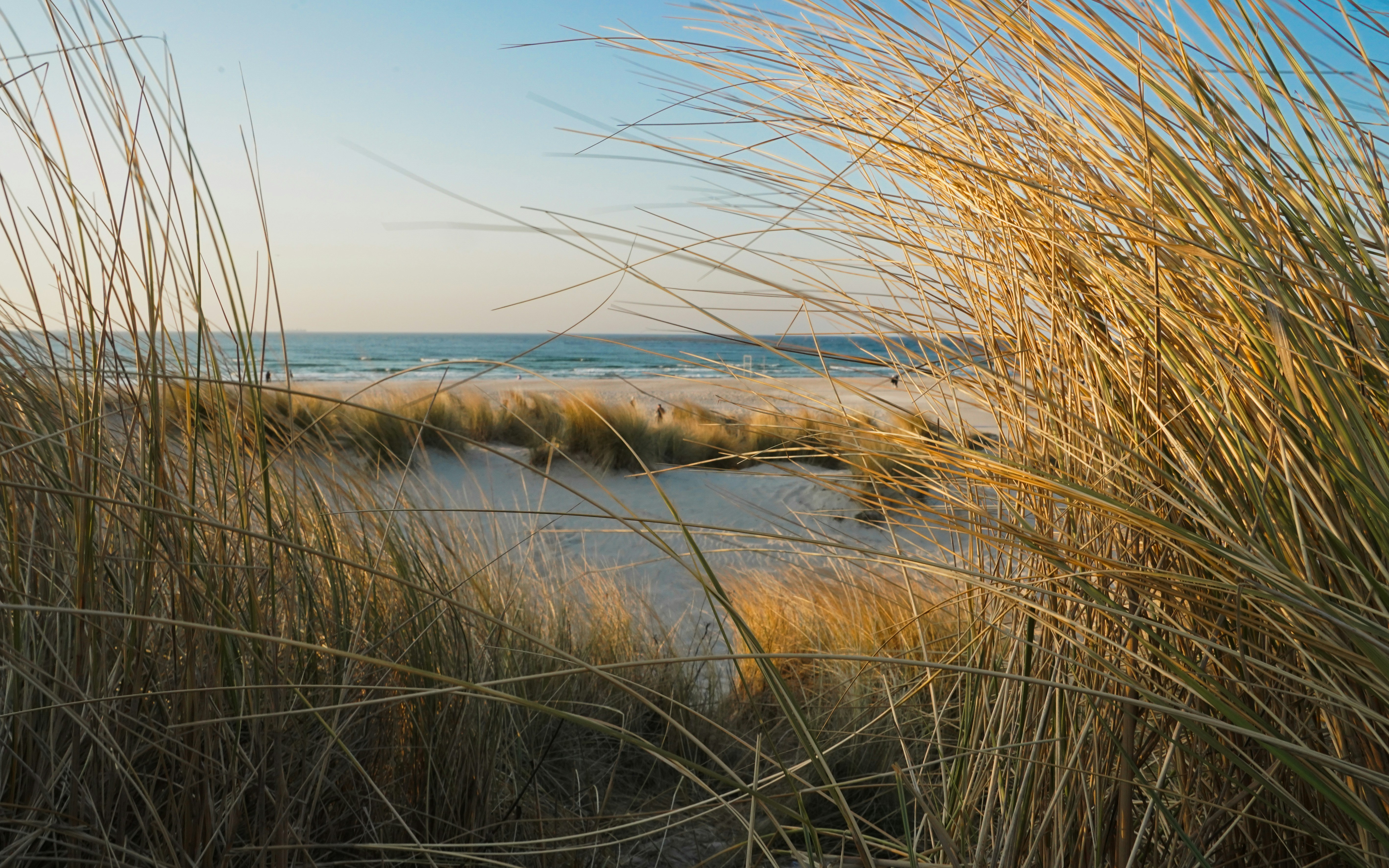 Sanddünen und Strandgras blicken auf das Meer.