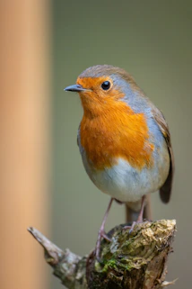 A european robin perched on a branch.