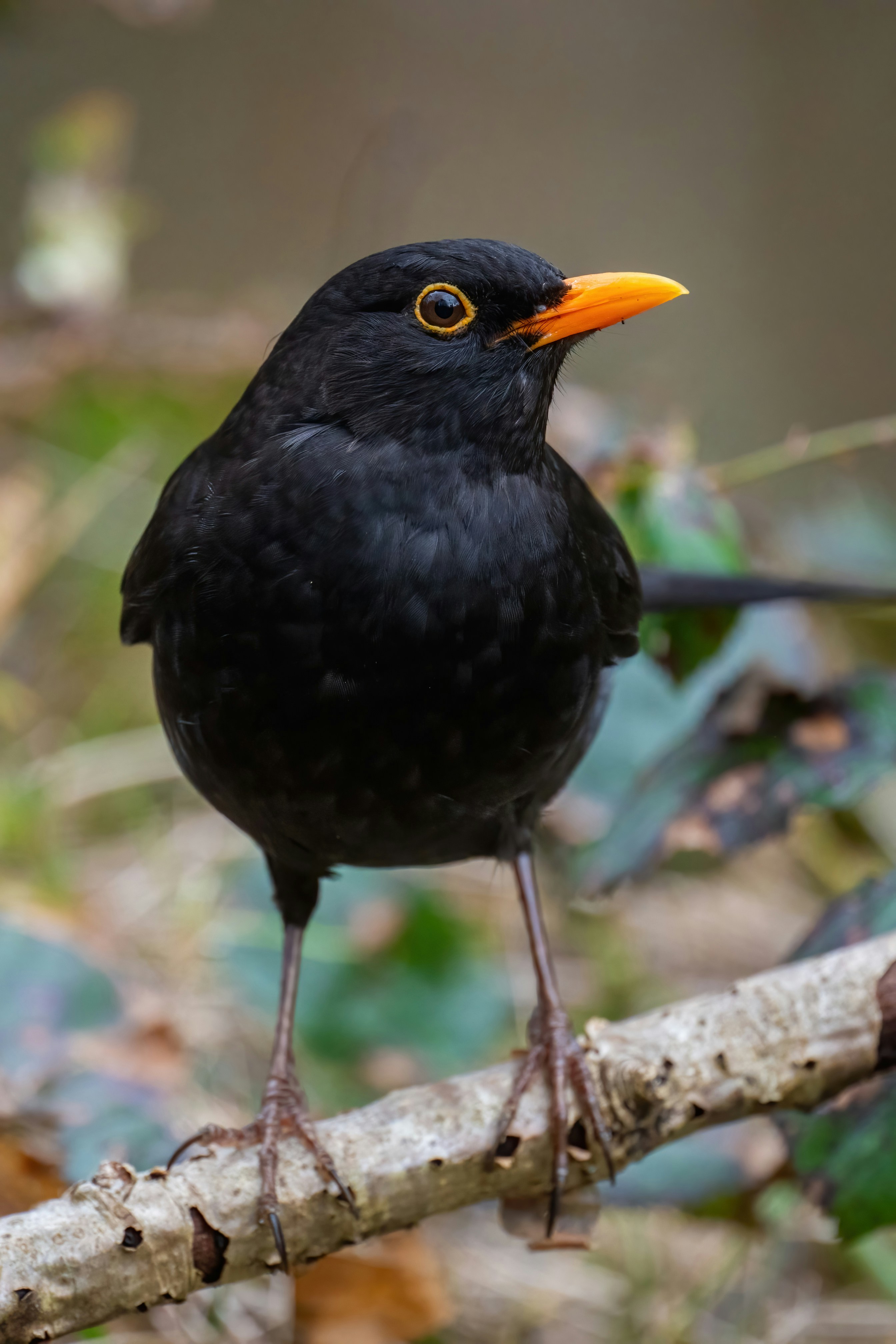 Ein schwarzer Vogel mit einem orangefarbenen Schnabel.