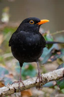 A black bird with an orange beak.