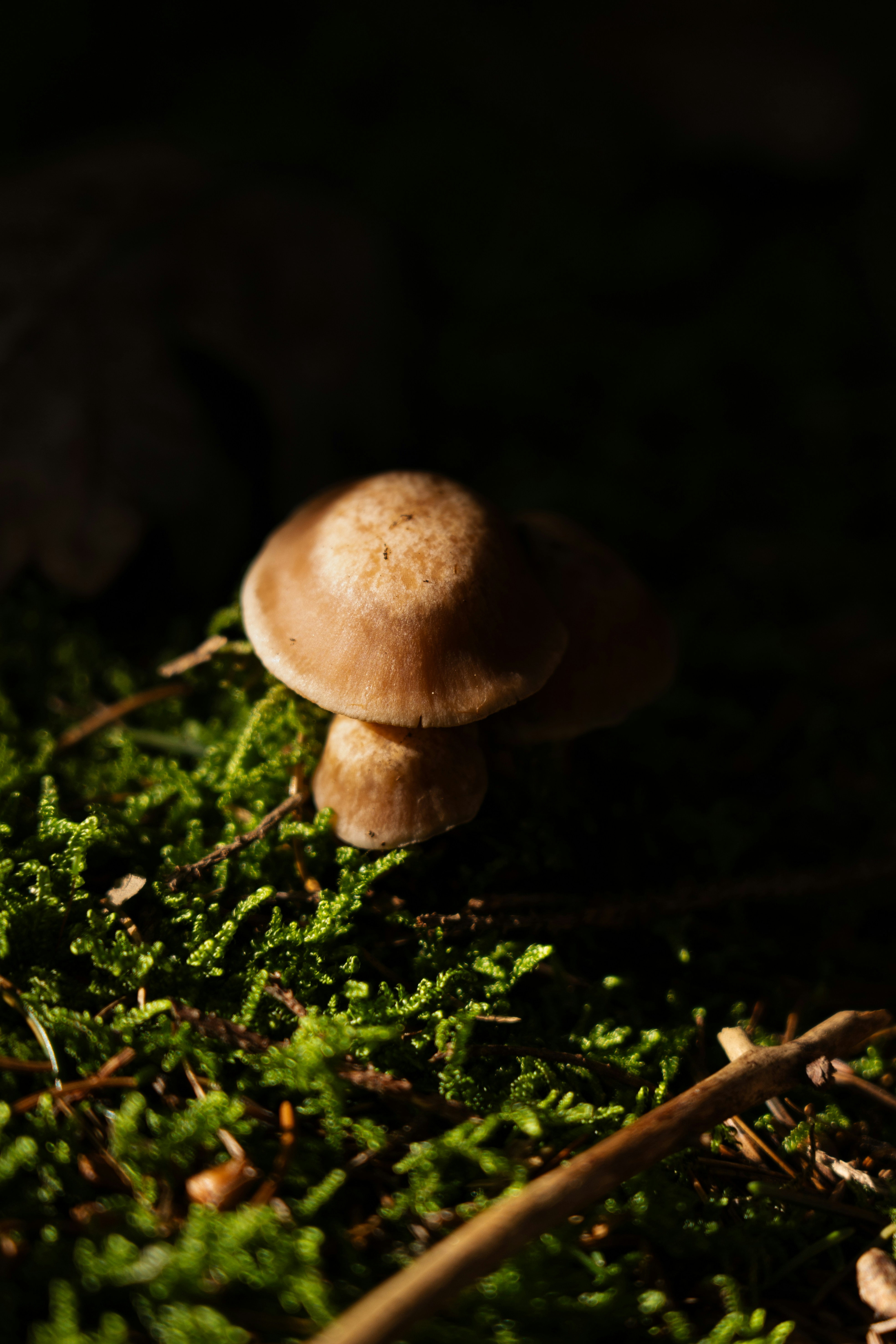 Photo by wild_visonsonig