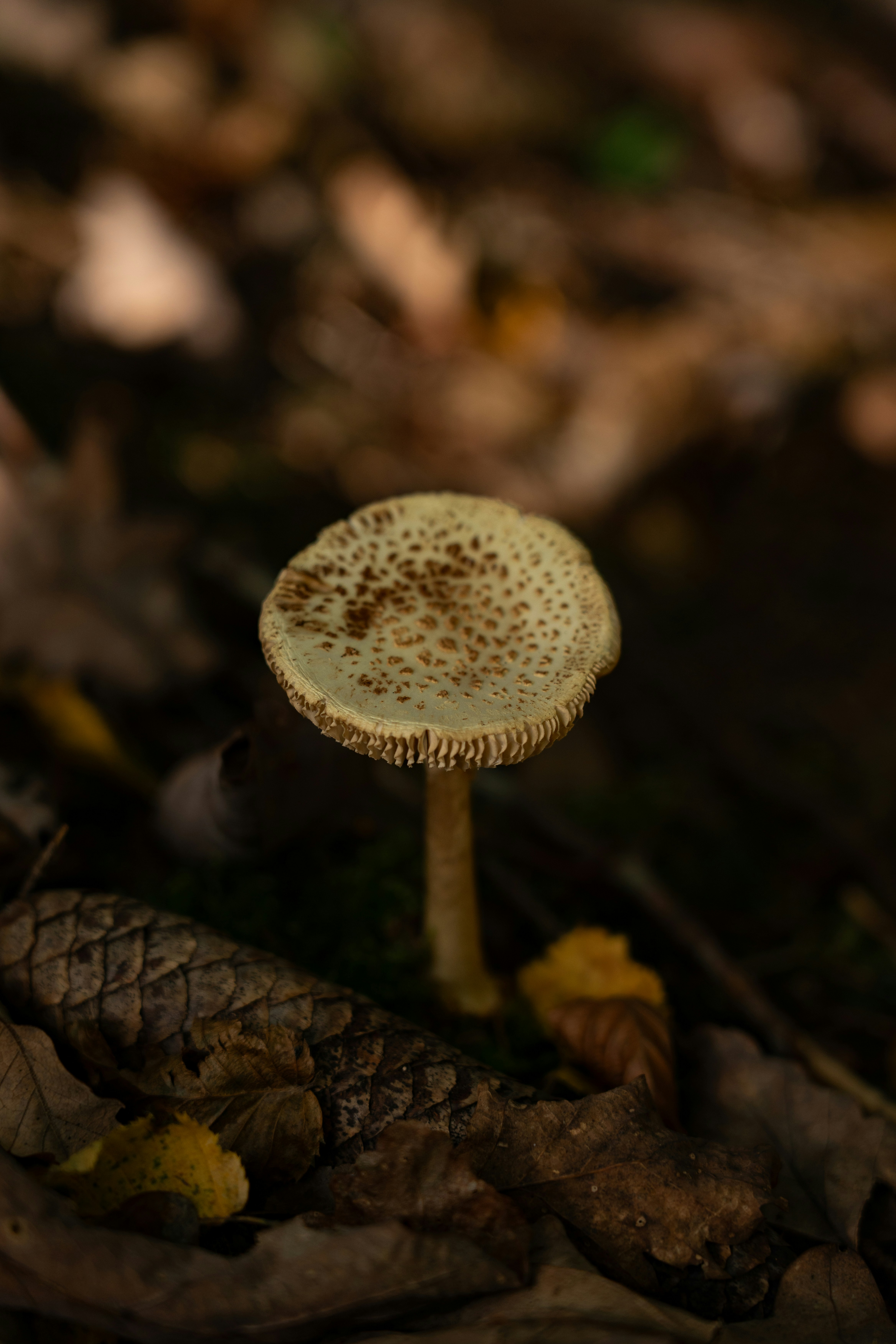 Photo by wild_visonsonig